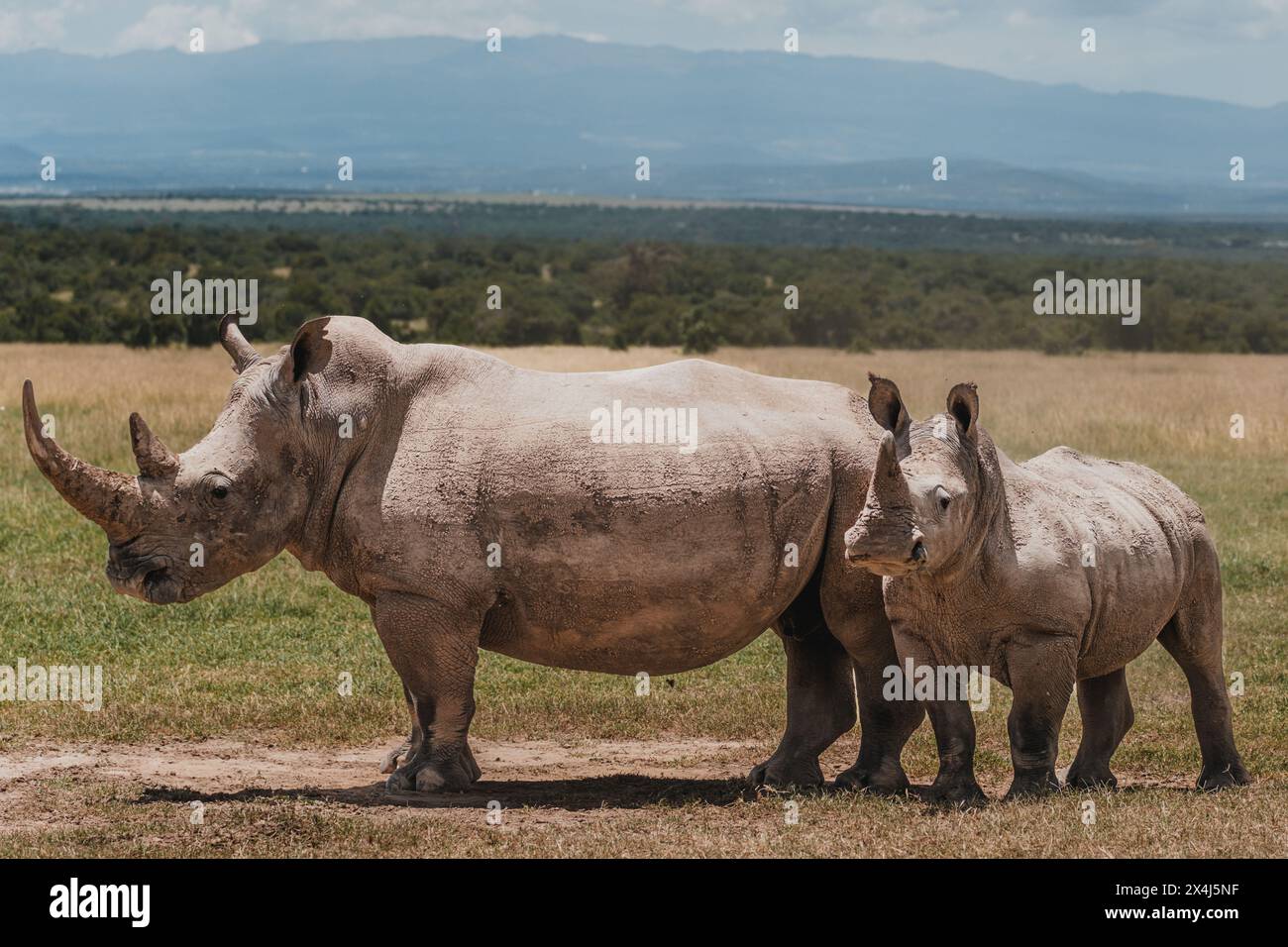 Südliches weißes Nashorn mit malerischer Kulisse in Kenia Stockfoto