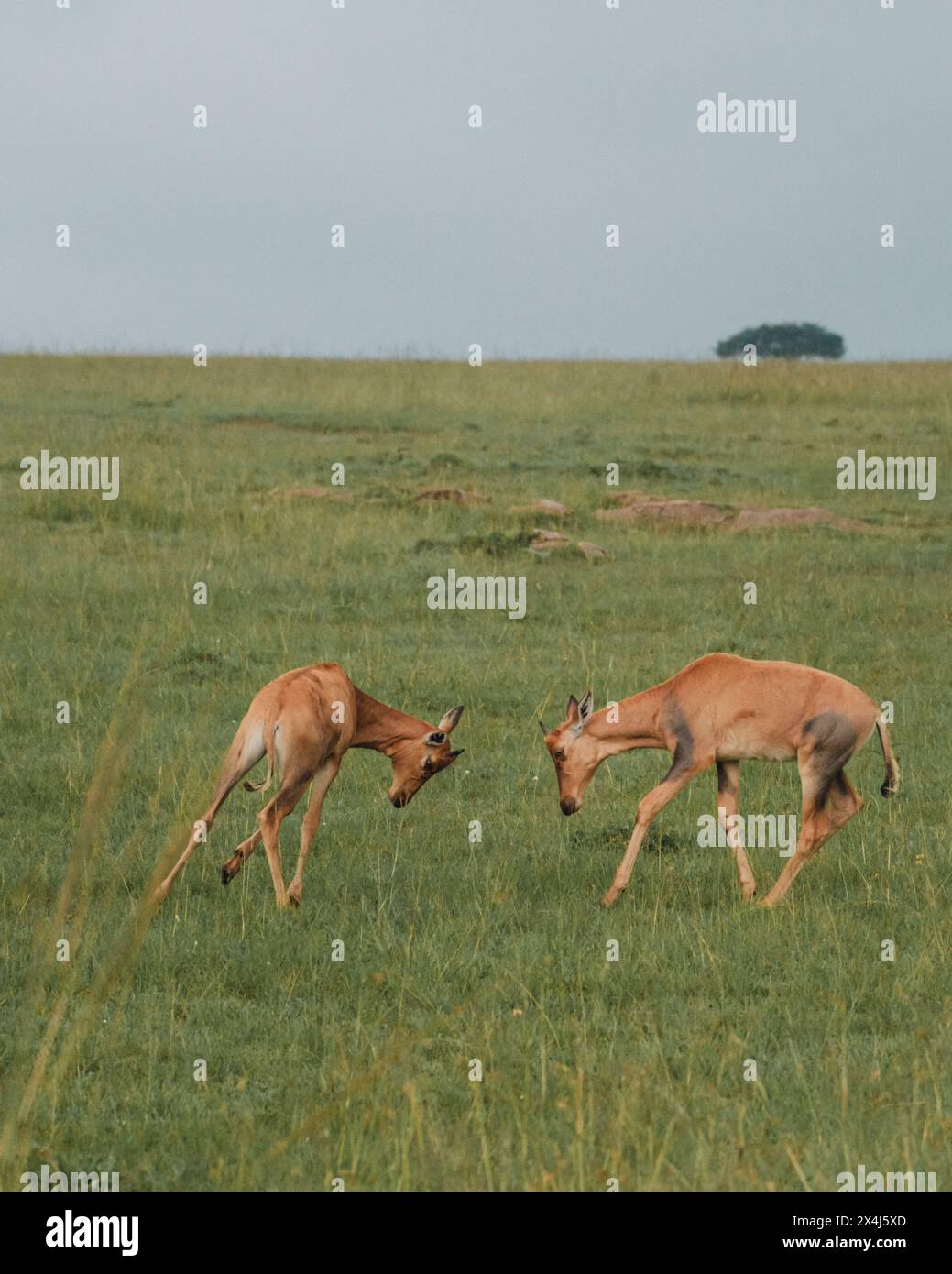 Junge Topis, die in der üppigen Masai Mara stehen. Stockfoto