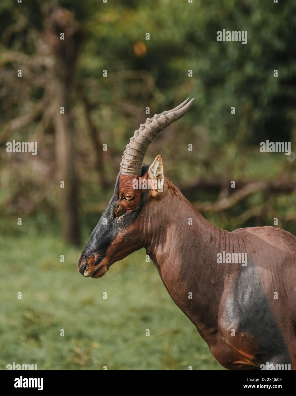 Topi steht auf dem Masai-Mara-Grasland in Alarmbereitschaft Stockfoto