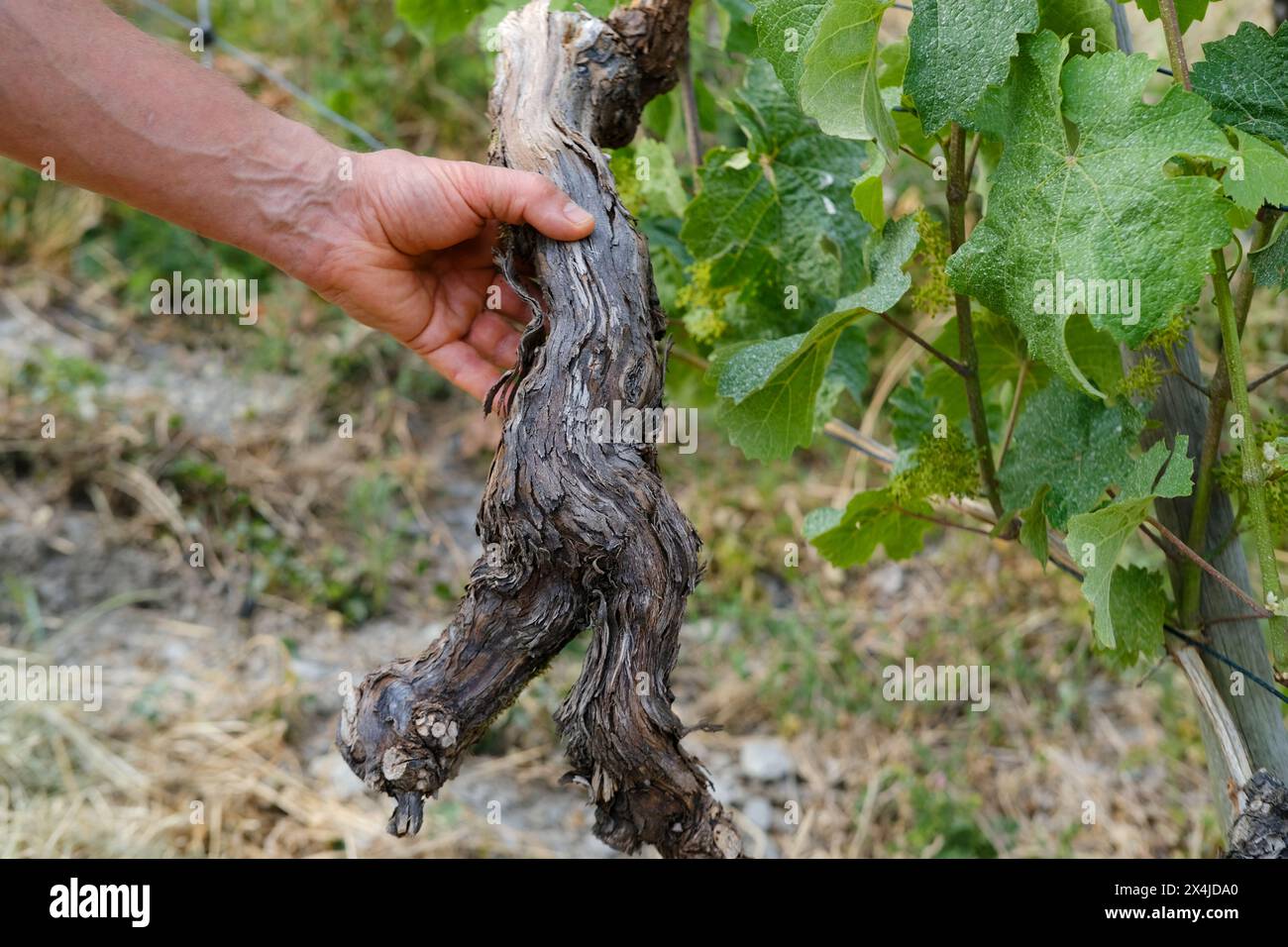 Nahaufnahme braunes Stück alter Weinrebe in der Hand eines erfahrenen erwachsenen Züchters vor dem Hintergrund des Weinbergs, des Menschen Pflaumen der Weinpflanzen, Pflanzenanbaufähigkeiten, GA Stockfoto