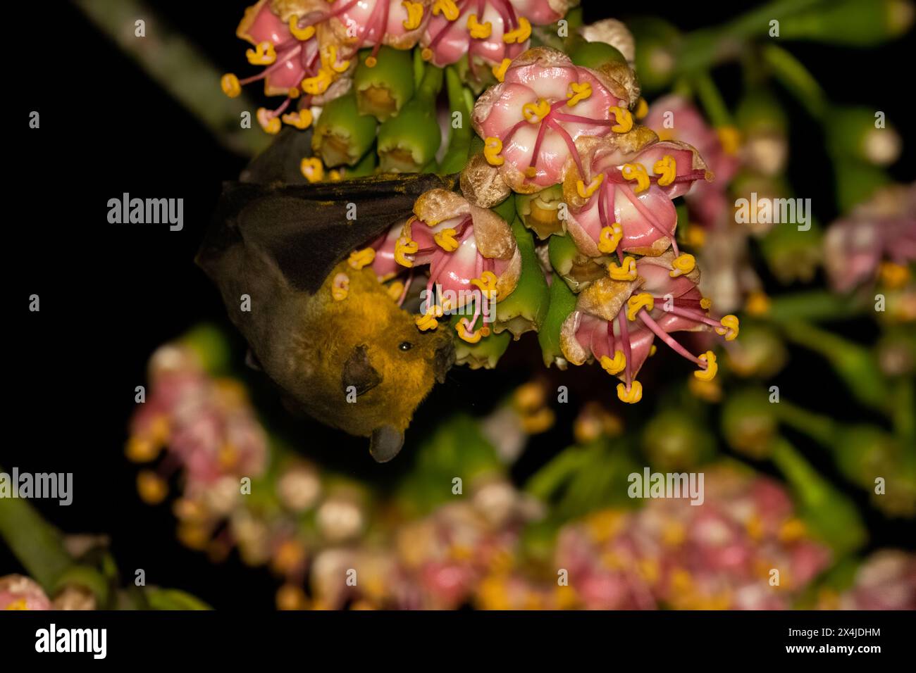 Jamaikanische Fledermaus bestäubt blühenden Baum Stockfoto