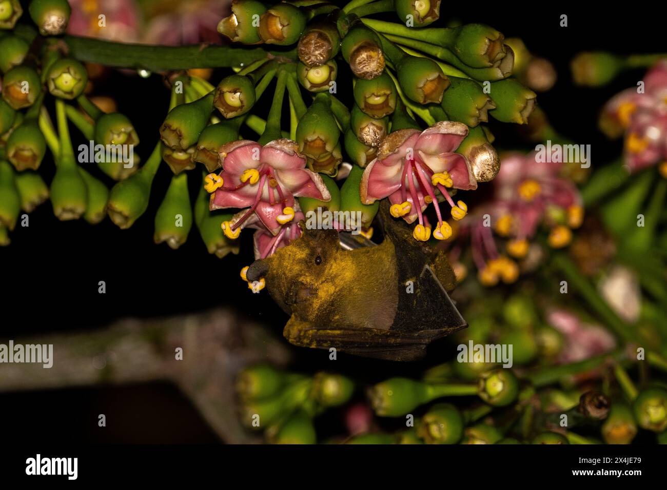 Jamaikanische Fledermaus bestäubt blühenden Baum Stockfoto