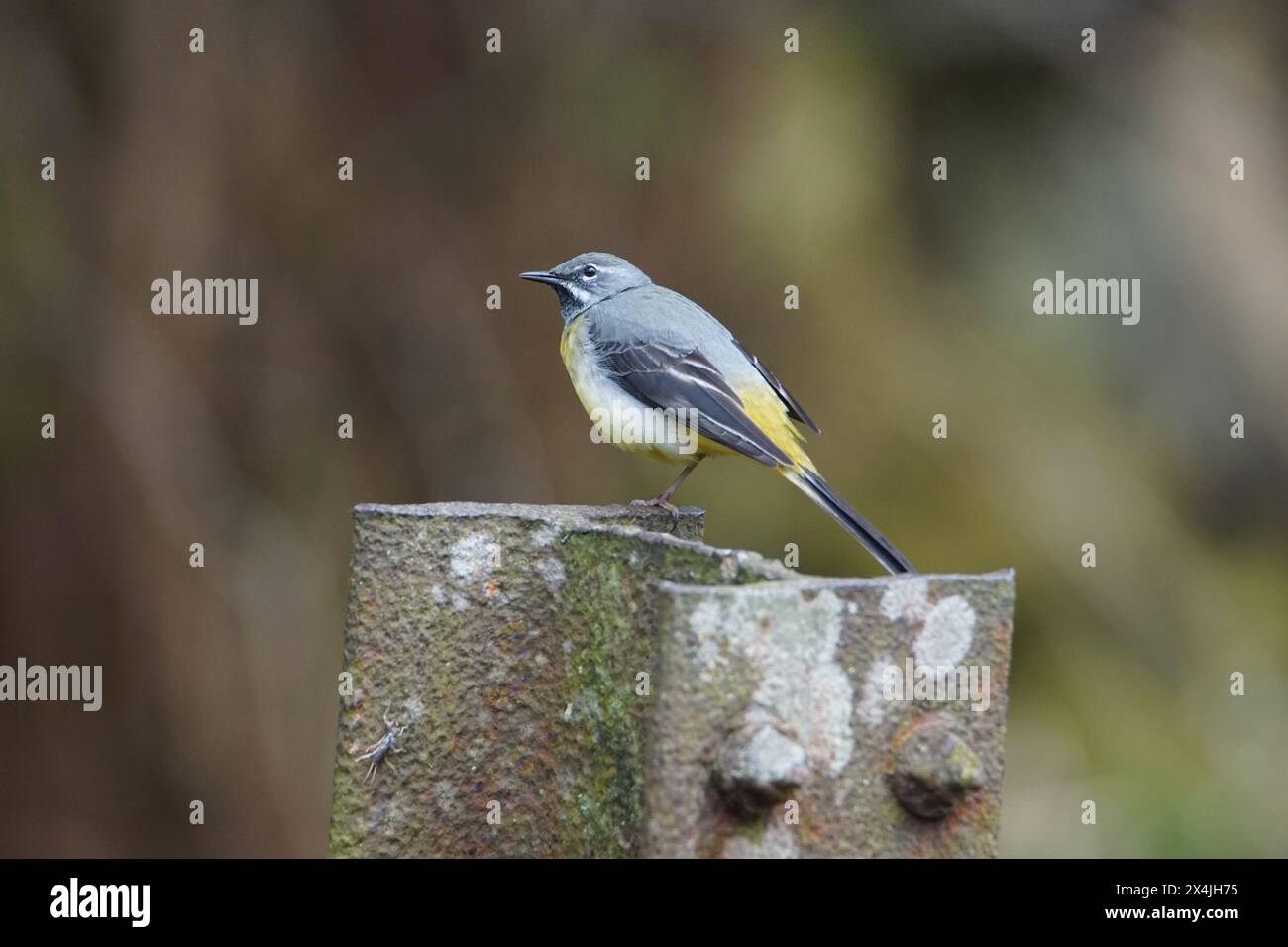 Grauschwanz (Motacilla cinerea) in Wharfedale, North Yorshire, England, Vereinigtes Königreich Stockfoto