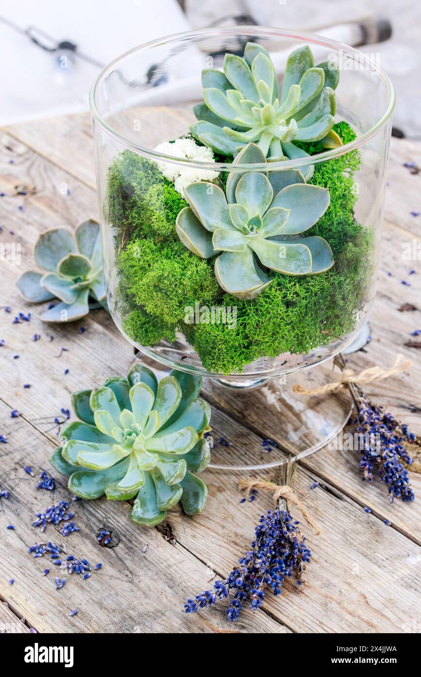 Sukkulenten (echeveria) und Moos im Glasgefäß und Lavendelsträucher herum. Stockfoto