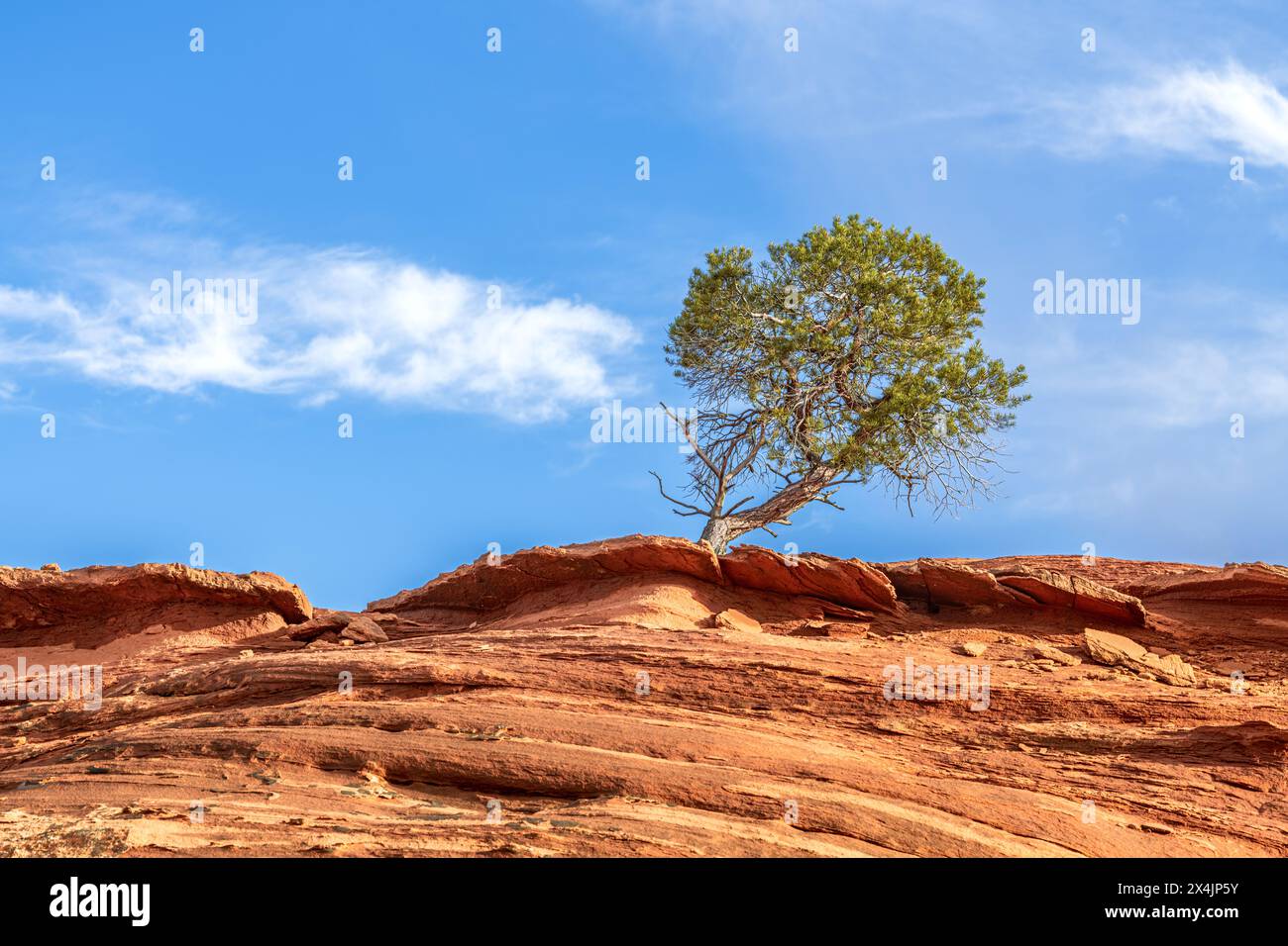 Ein Eisenholzbaum wächst auf einem Sandsteinvorsprung tief im Herzen des Monument Valley, Arizona. Stockfoto