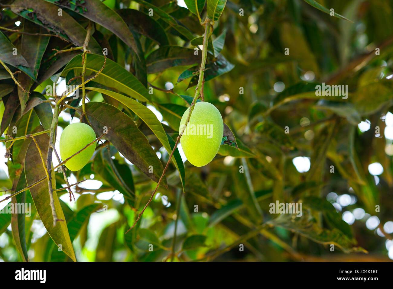 Frische grüne Mangos hängen an seinem Baum Stockfoto