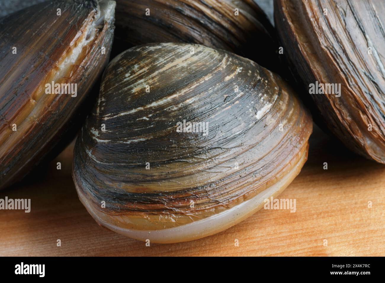 Haufen brauner, frischer Surf-Muscheln in Muscheln auf dem Schneidebrett Stockfoto
