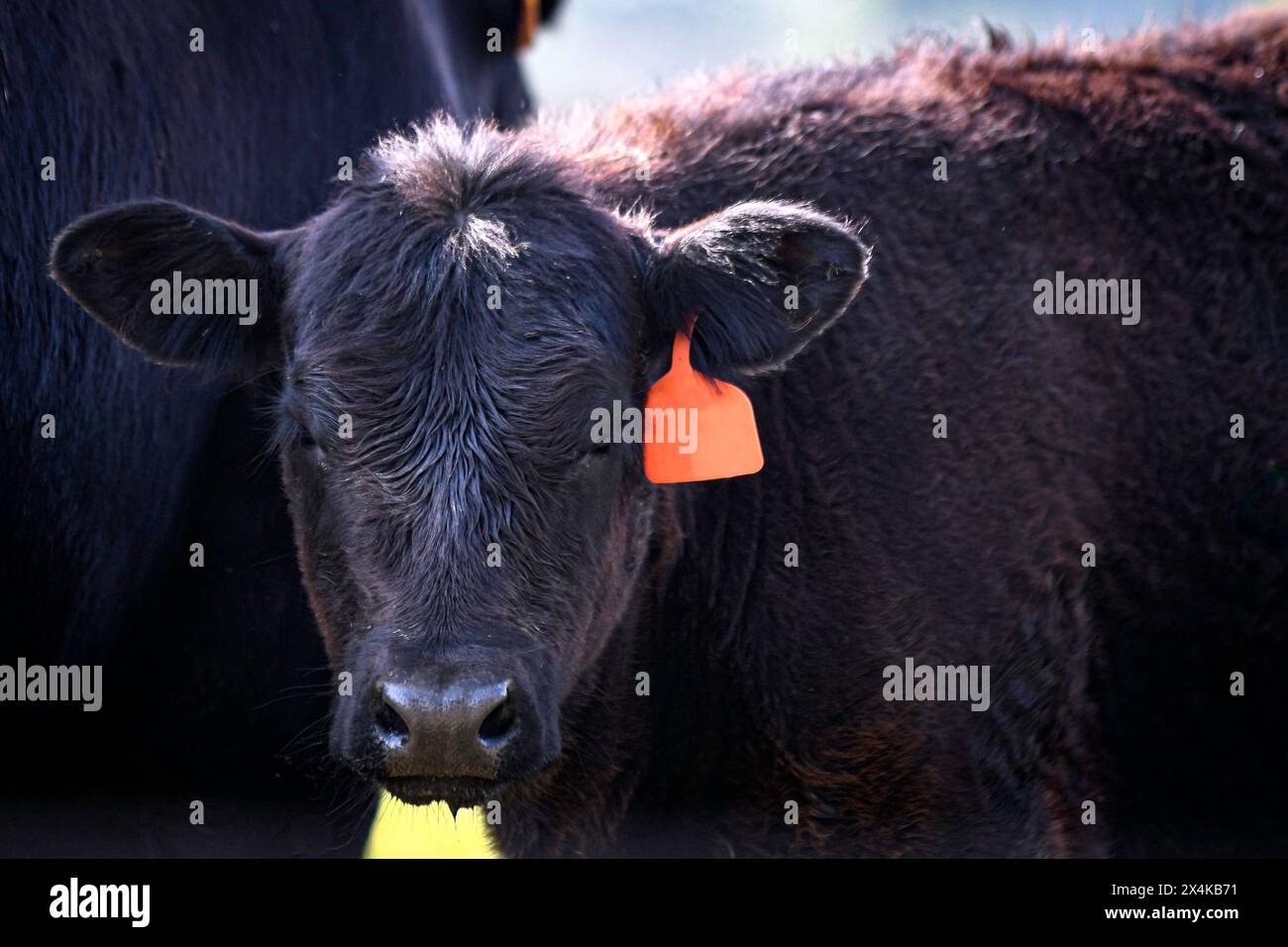 Nahporträt eines jungen Angus-Kalbes, der mit Negativraum in die Kamera schaut. Stockfoto