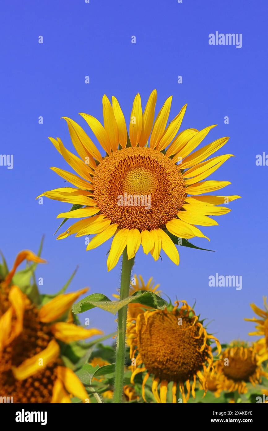 Nahaufnahme der schönen gelben Farbe gewöhnliche Sonnenblume (helianthus annuus) in Blüte auf dem Feld in der Sommersaison, Ölsaaten Anbau in indien Stockfoto