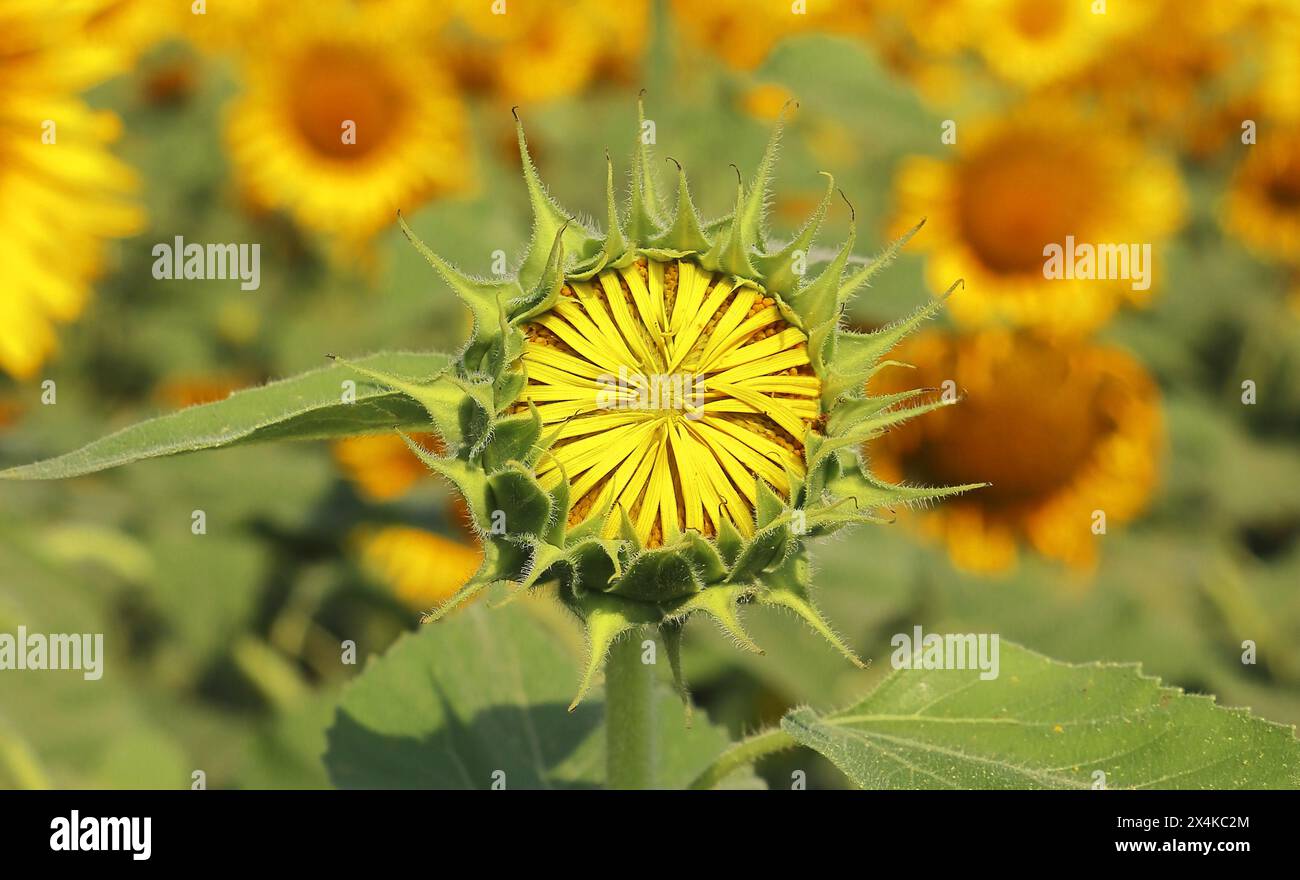 Nahaufnahme der schönen gelben Farbe gewöhnliche Sonnenblume (helianthus annuus) in Blüte auf dem Feld in der Sommersaison, Ölsaaten Anbau in indien Stockfoto