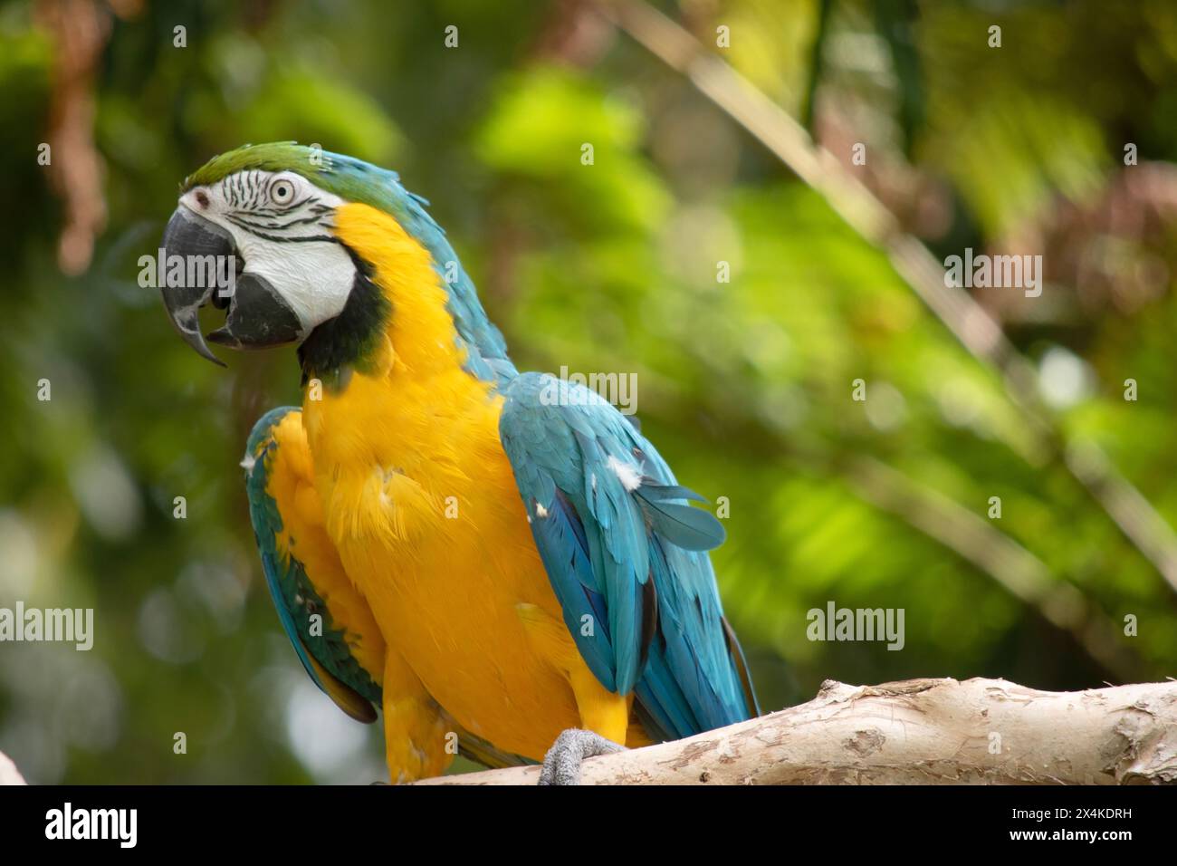 Die Federn hinten und oben am Schwanz des blauen und goldenen Aras sind leuchtend blau, die Unterseite des Schwanzes ist olivgelb. Stirnfedern sind grün Stockfoto