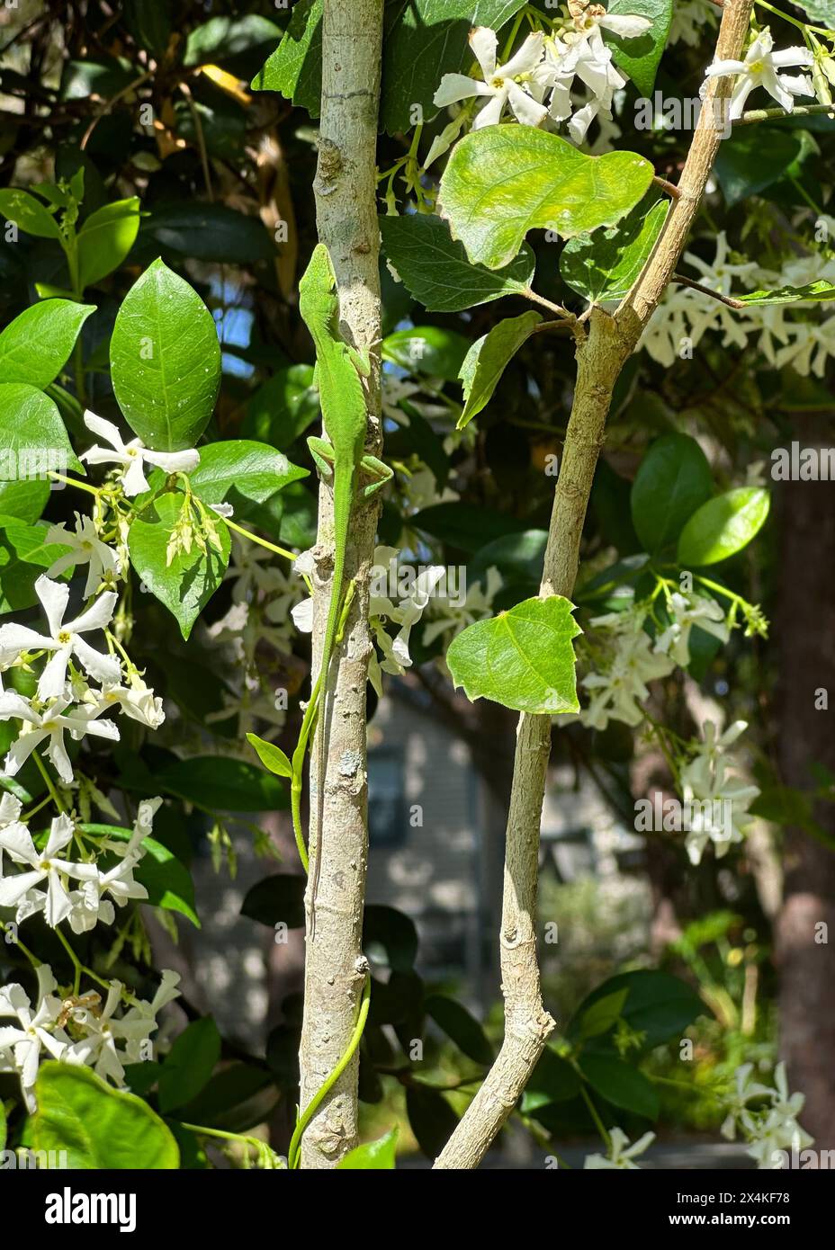 Eine leuchtend grüne Anol-Eidechse steigt einen Zweig auf, mit dem Kopf nach links gerichtet, gegen eine blühende konföderierte Jasminrebe, um ihre nächste Mahlzeit zu verfolgen. Stockfoto