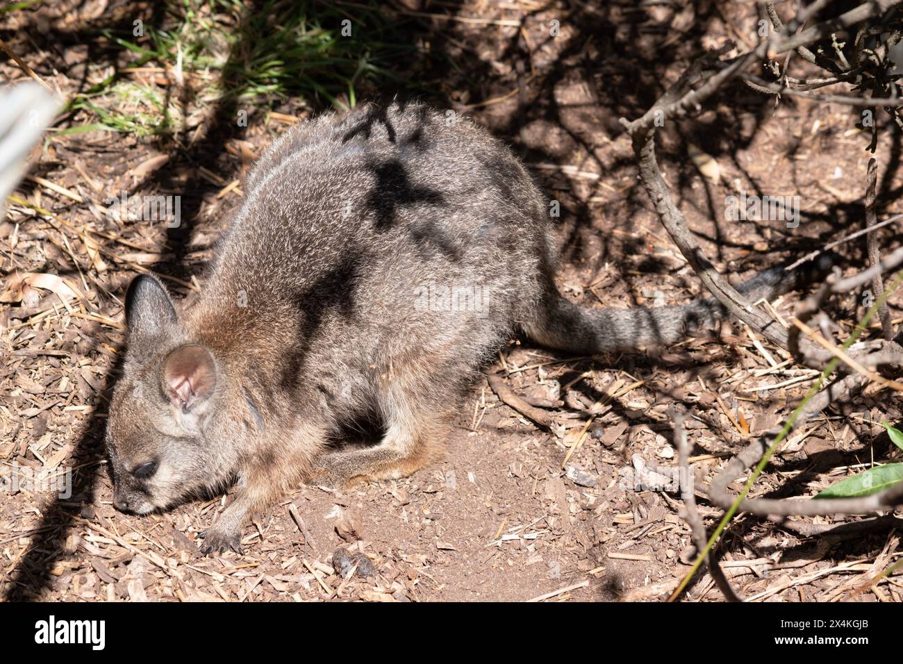 Das Tammar-Wallaby hat dunkel graue Oberteile mit einer helleren Unterseite und ruhelfarbenen Seiten und Gliedmaßen. Das Tammar Wallaby hat weiße Streifen Stockfoto