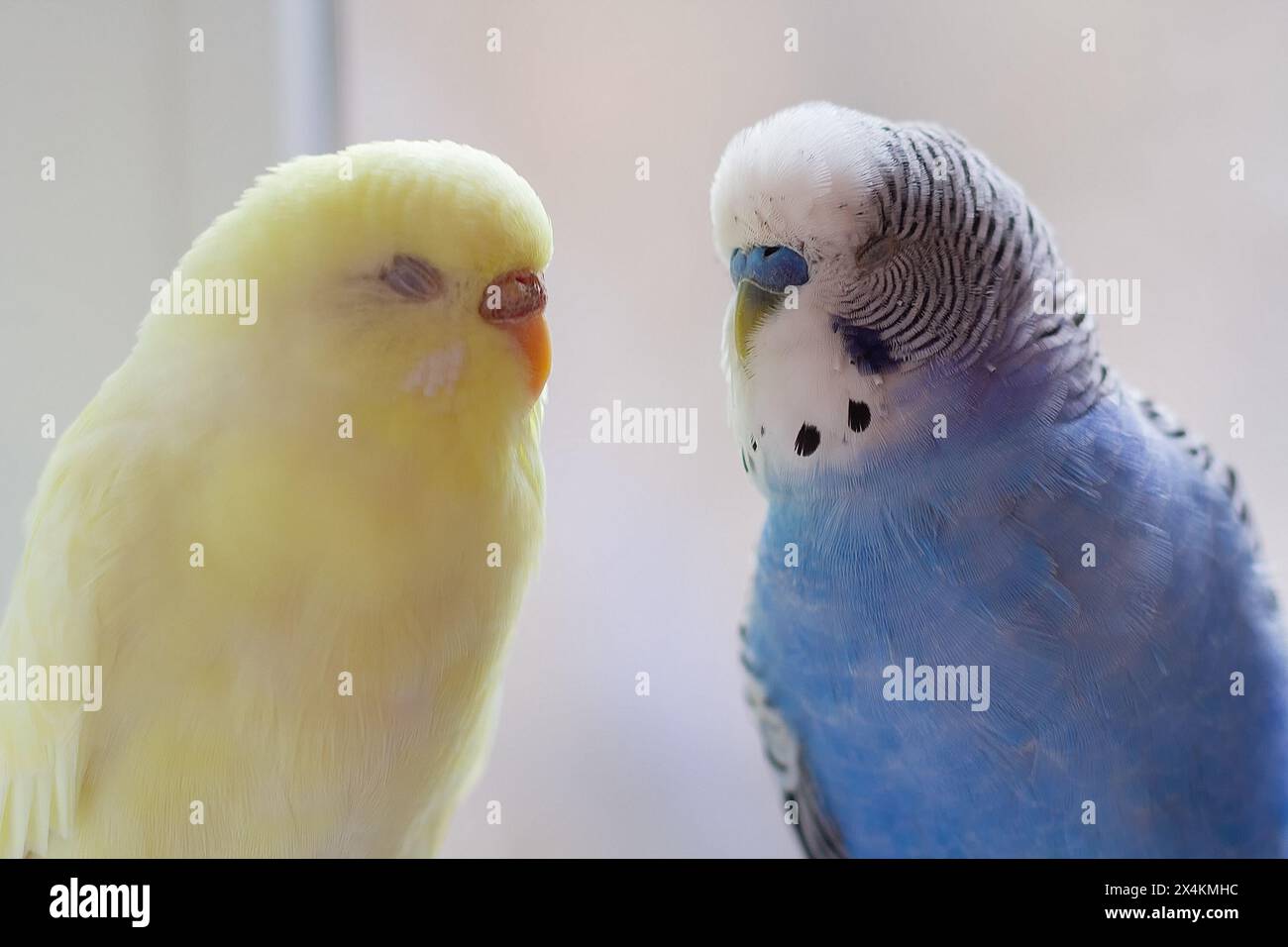 Blaue und gelbe Kumpel und Vogel Nahaufnahme. Vogel Stockfoto