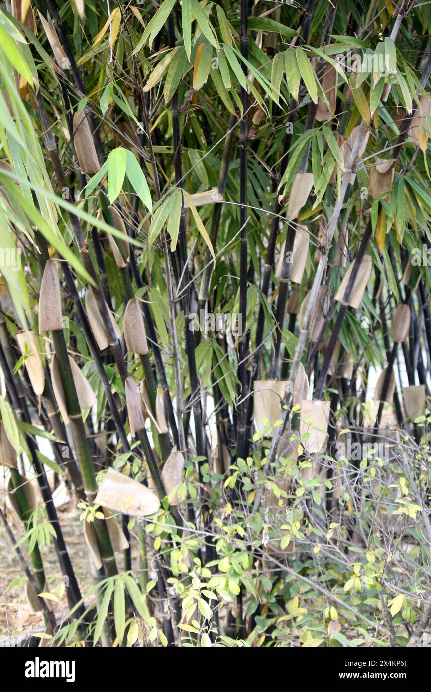 bambus krankheiten weiß Nicht-ausläuferbildender Bambus Kollektion (x2) - Fargesia robusta  campbell, fargesia scabrida asian wonder main image 0