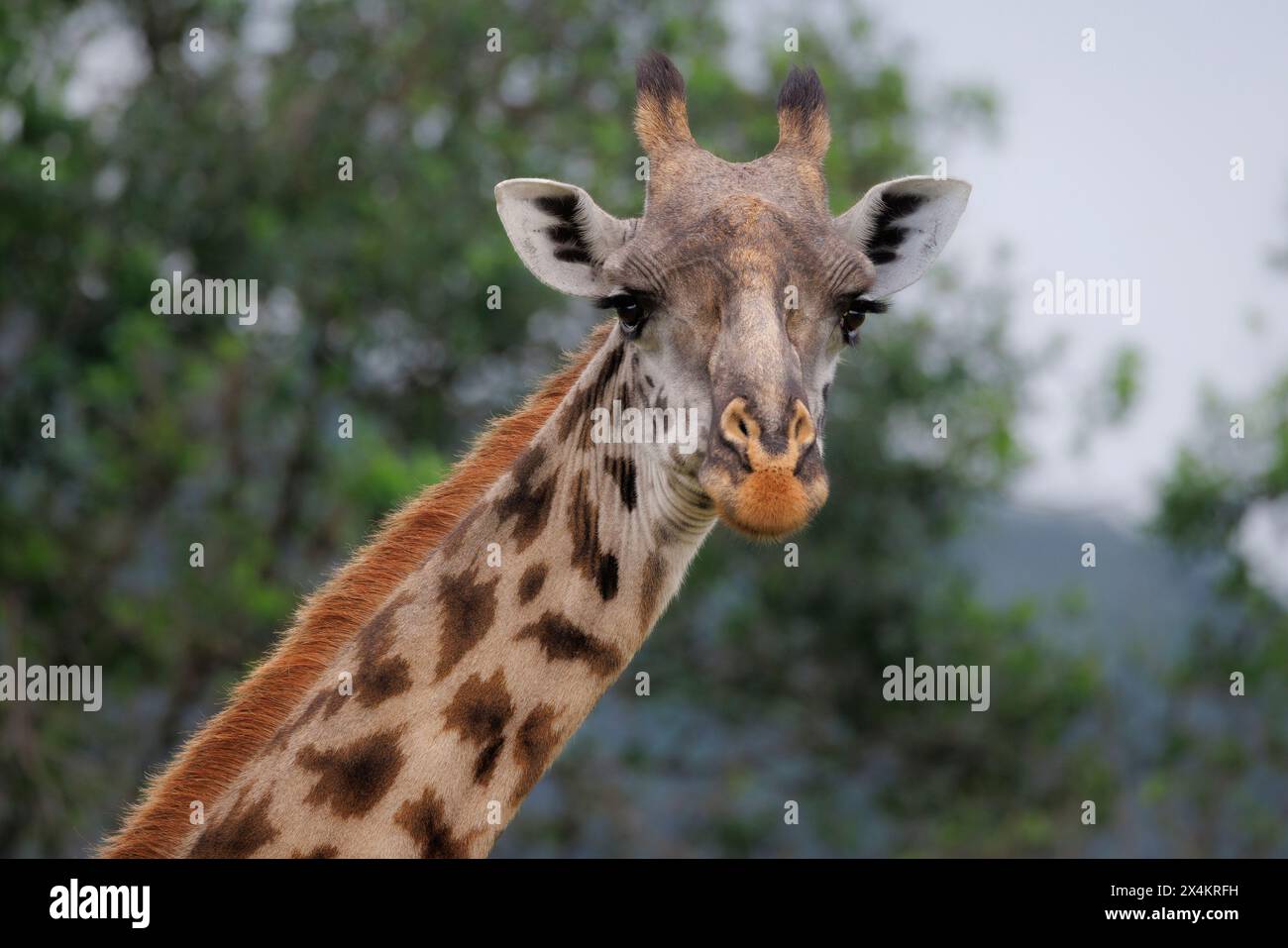 Giraffen-Porträt, Masai Mara, Kenia Stockfoto