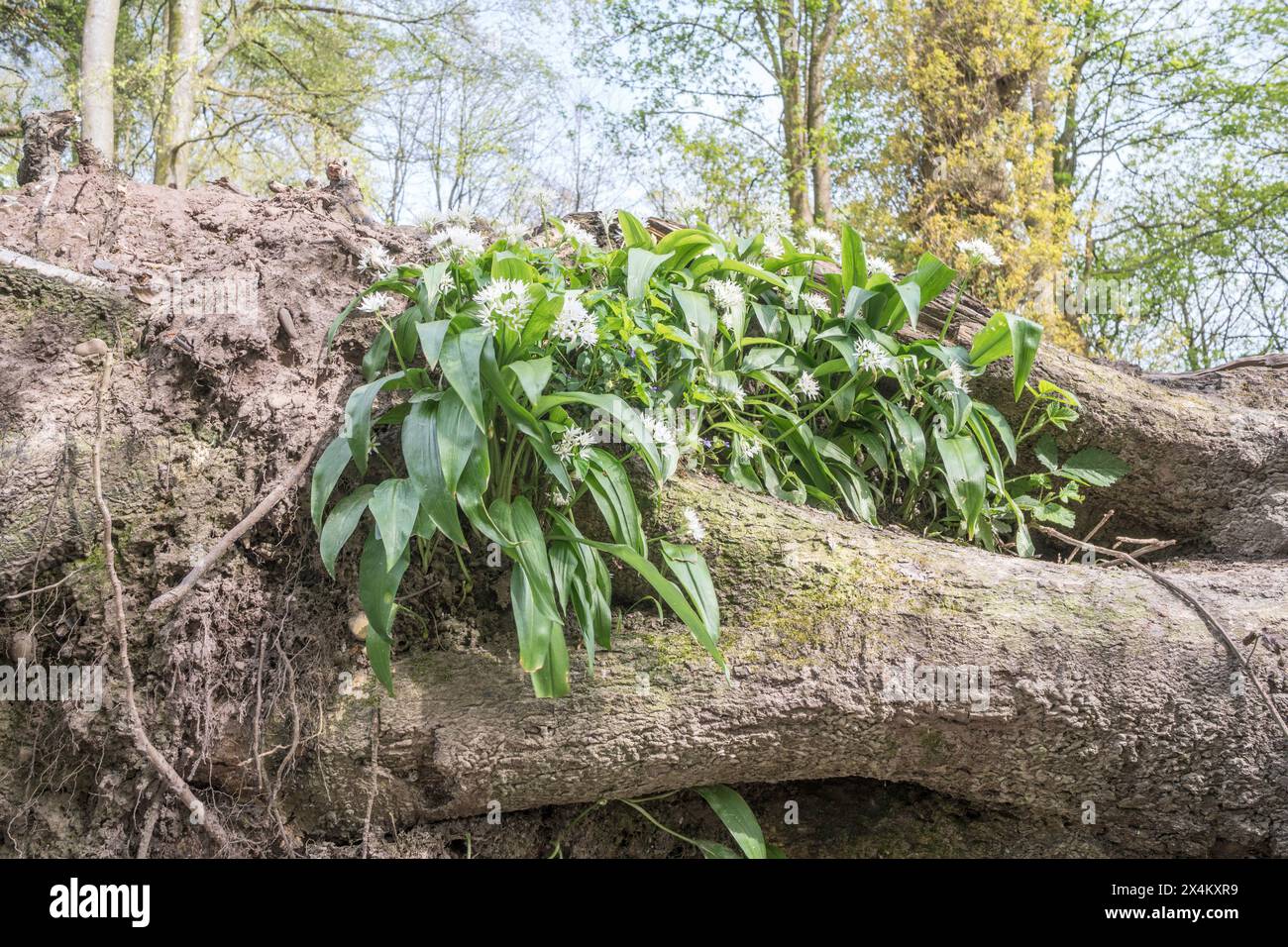 Wilder Knoblauch (Allium ursinum), der auf einem umgefallenen Baumstamm wächst, England, Vereinigtes Königreich Stockfoto