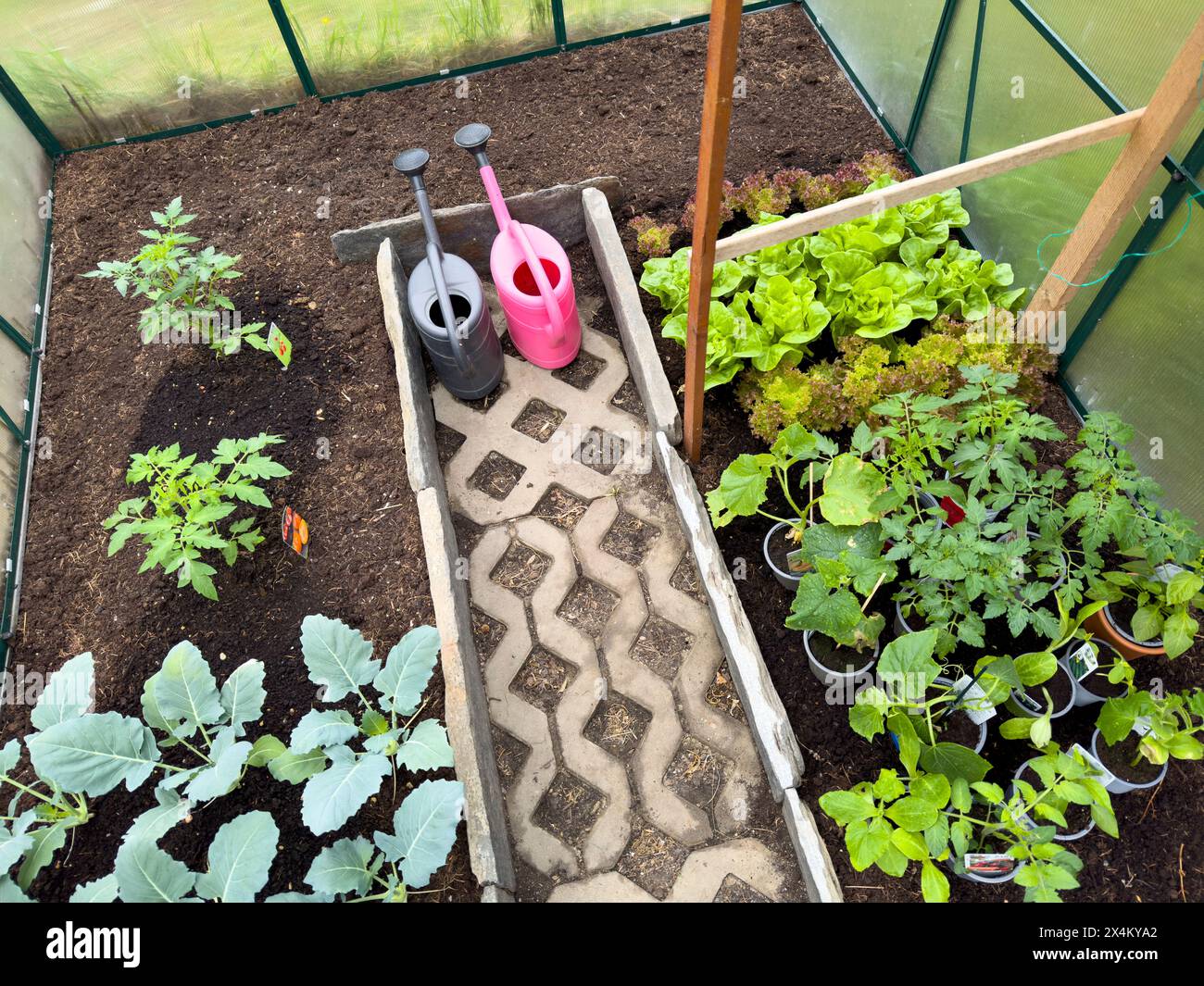 Setzlinge, die im Frühjahr in einem Gartengewächshaus wachsen Stockfoto