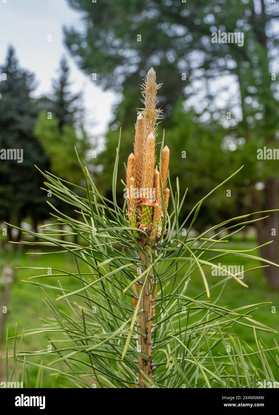 Die einzigartige Schönheit von Eigelb Stockfoto