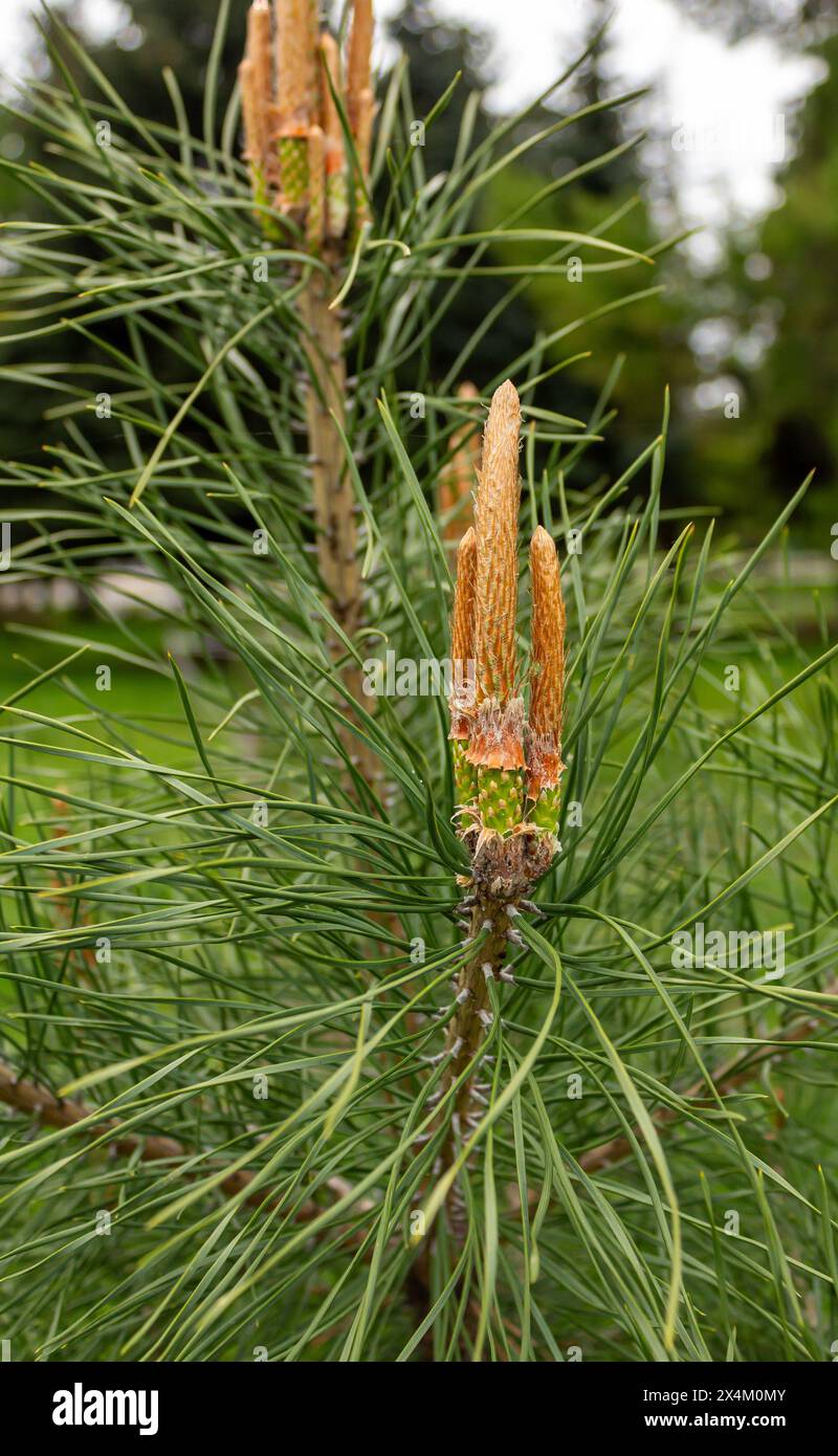 Die einzigartige Schönheit von Eigelb Stockfoto