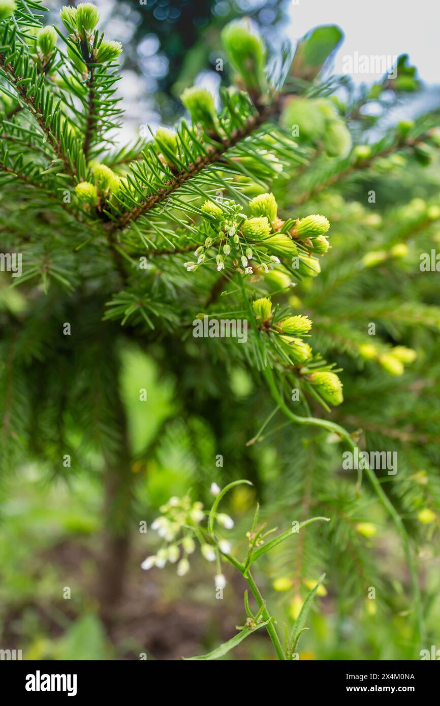 Die einzigartige Schönheit von Eigelb Stockfoto