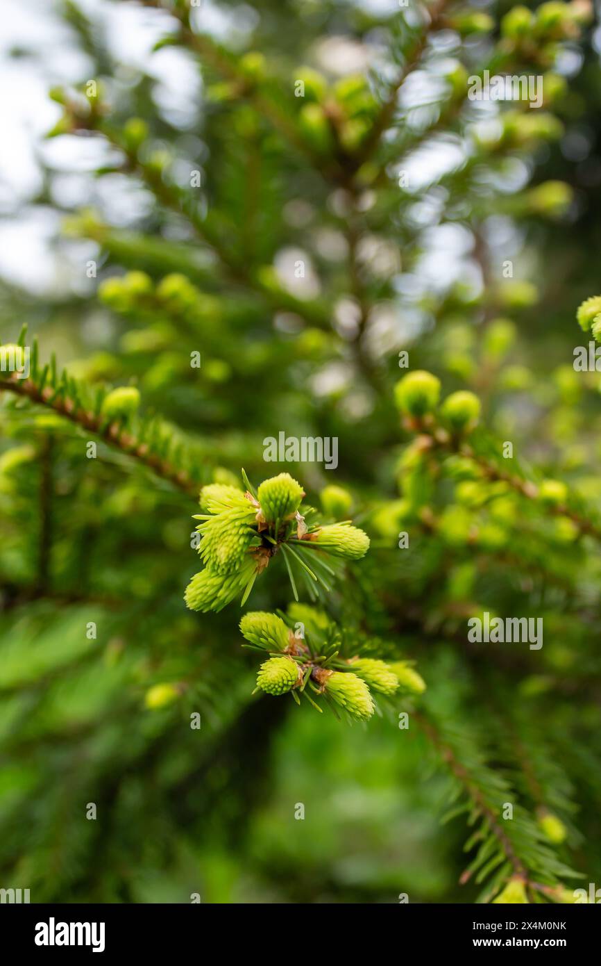 Die einzigartige Schönheit von Eigelb Stockfoto