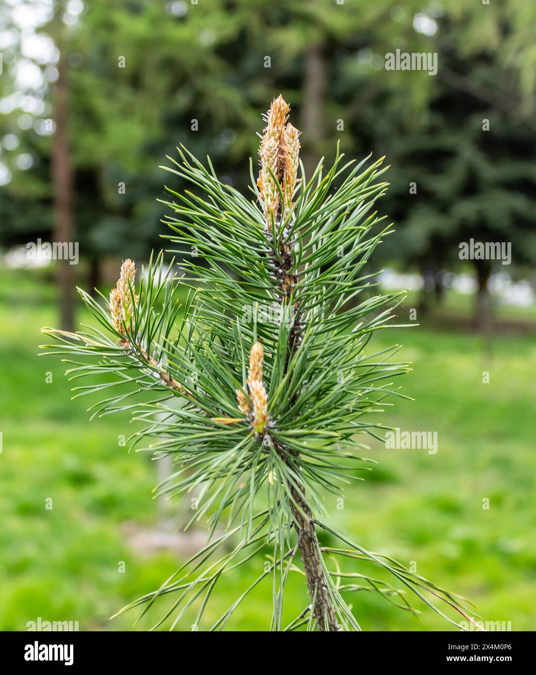 Die einzigartige Schönheit von Eigelb Stockfoto