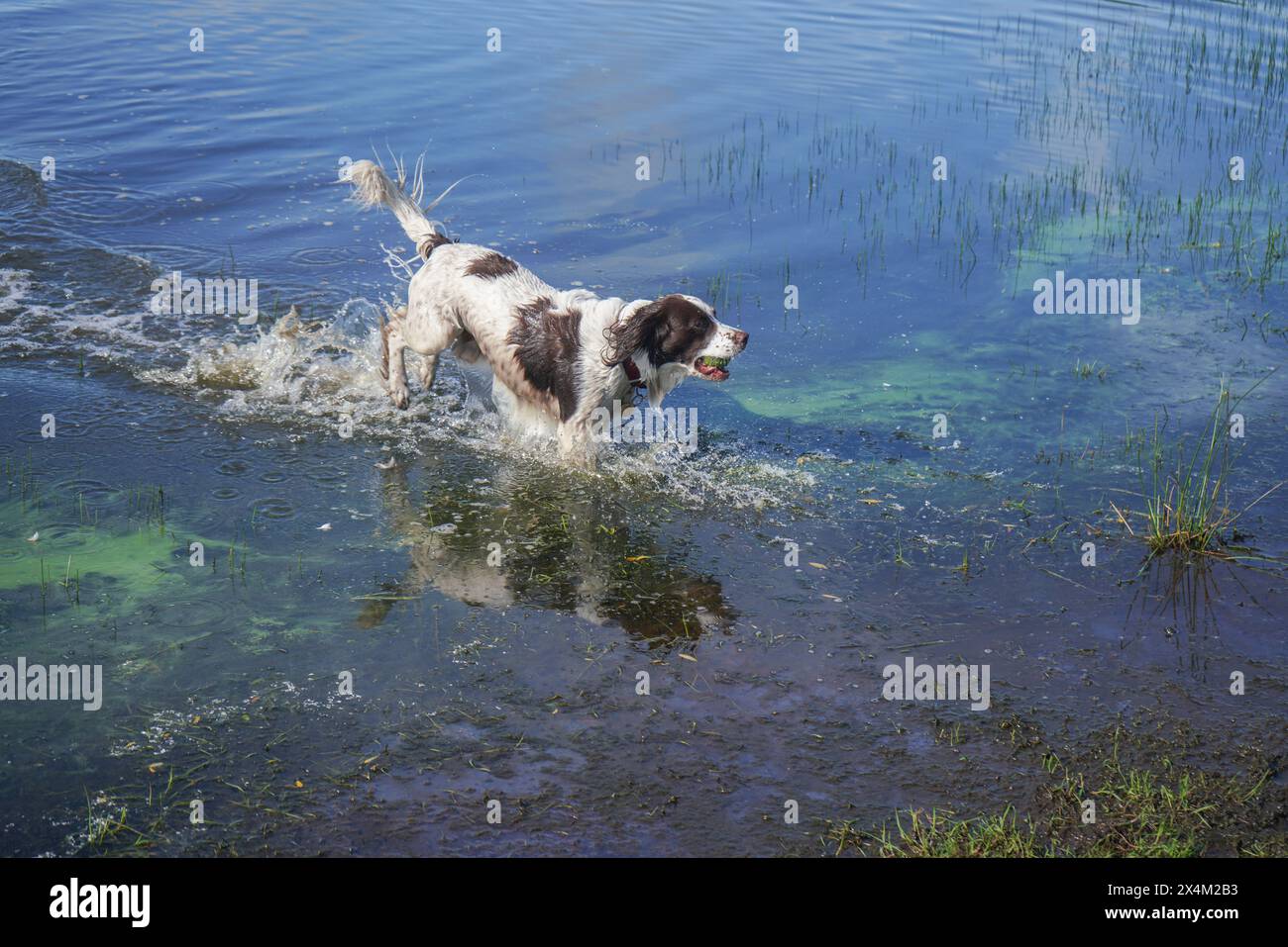 4. Mai 2024. Englischer Springer Spaniel, der Spaß beim Planschen im Wasser hat, London Stockfoto
