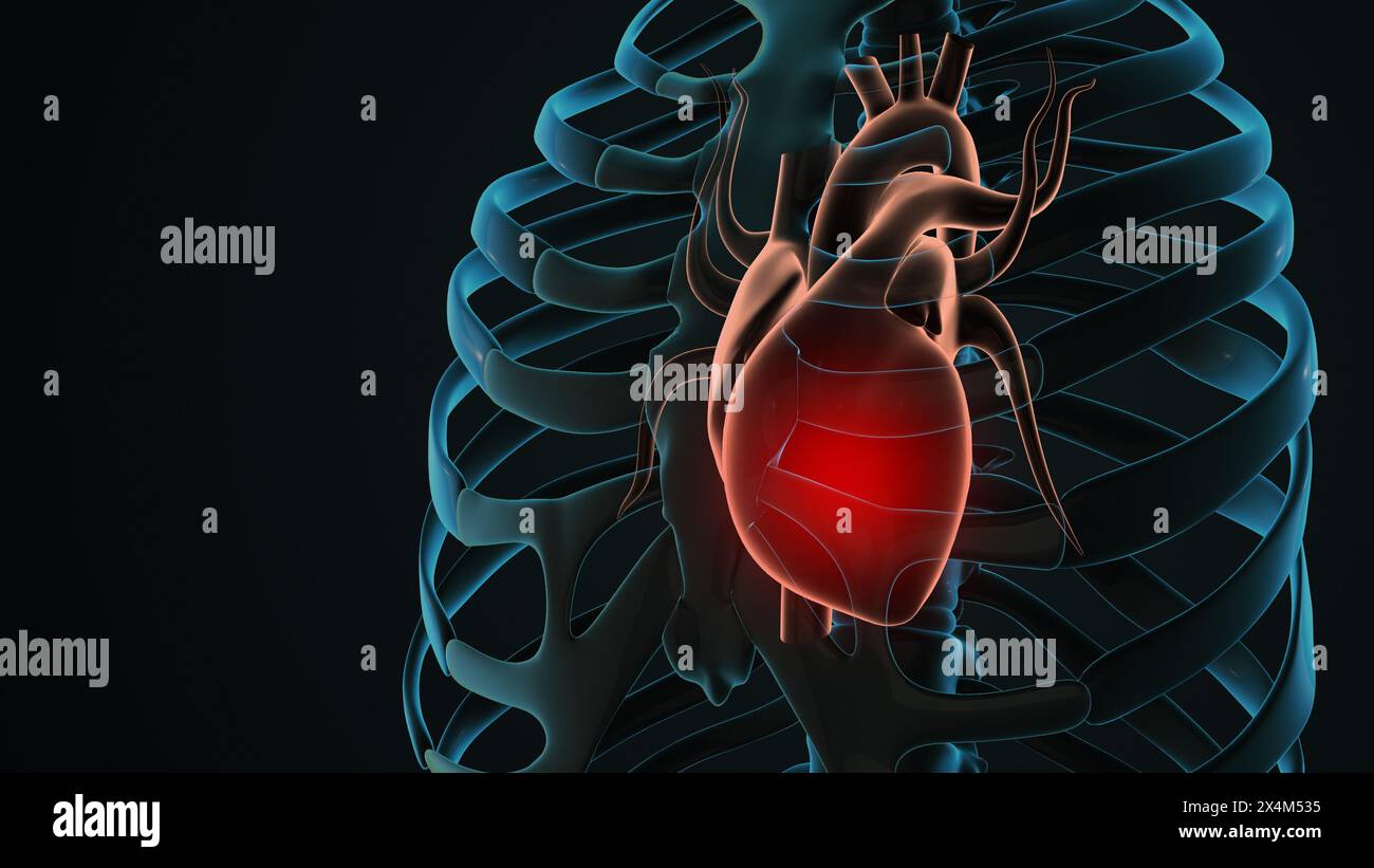 Anatomie des menschlichen Kreislaufsystems mit Herz Stockfoto