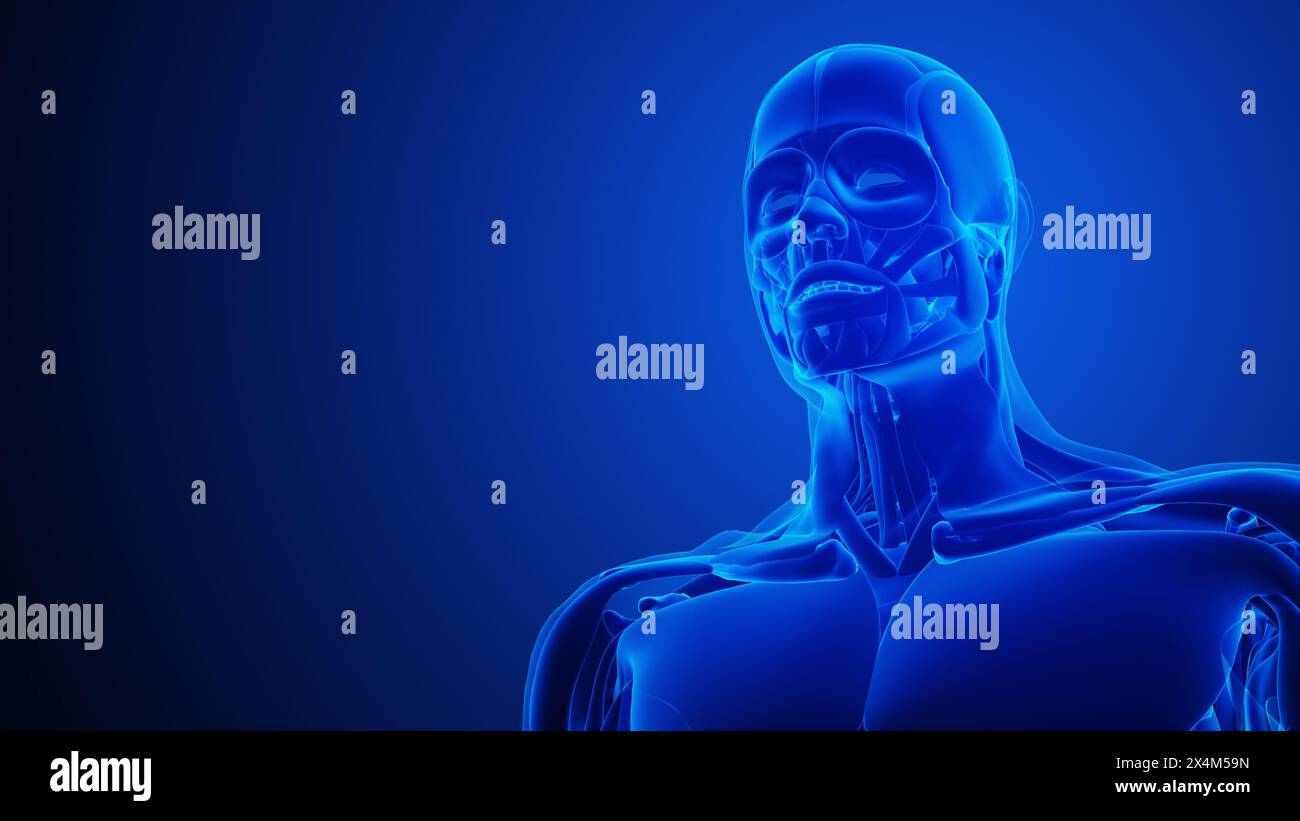 Muskelsystem Des Menschlichen Körpers Nackenmuskelanatomie Stockfoto