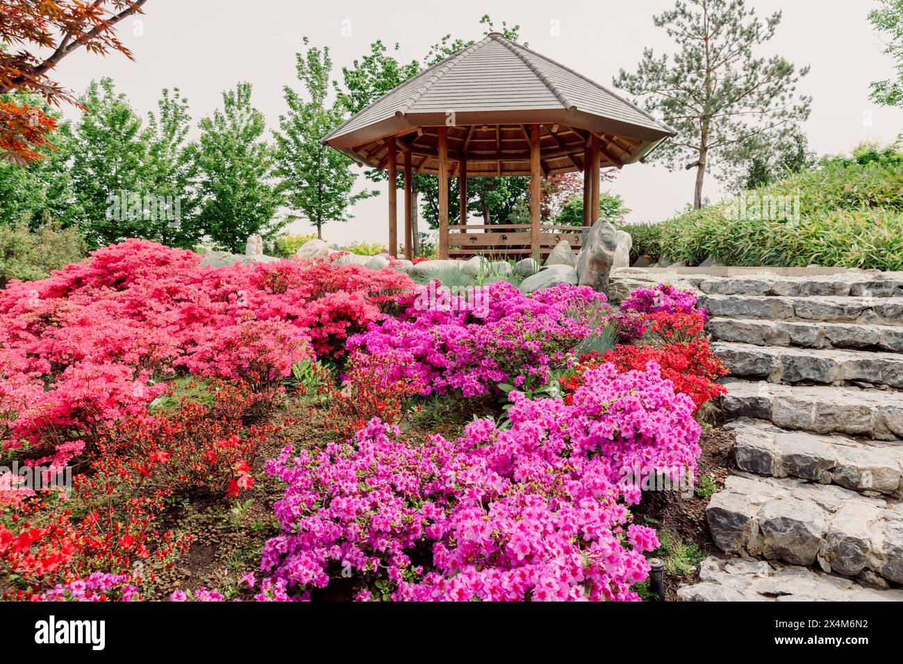 Japanischer Garten im Krasnodar Park. Traditioneller asiatischer Park, Blütenblumen Stockfoto