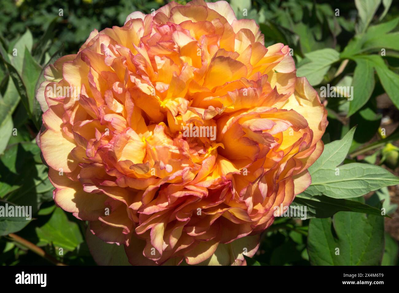 Orange Paeonia lutea Hybridbaum Pfingstrose Pfingstrosen Paeonia 'Souvenir de Maxime Cornu' Blumenblumen blühend in Blüte Stockfoto