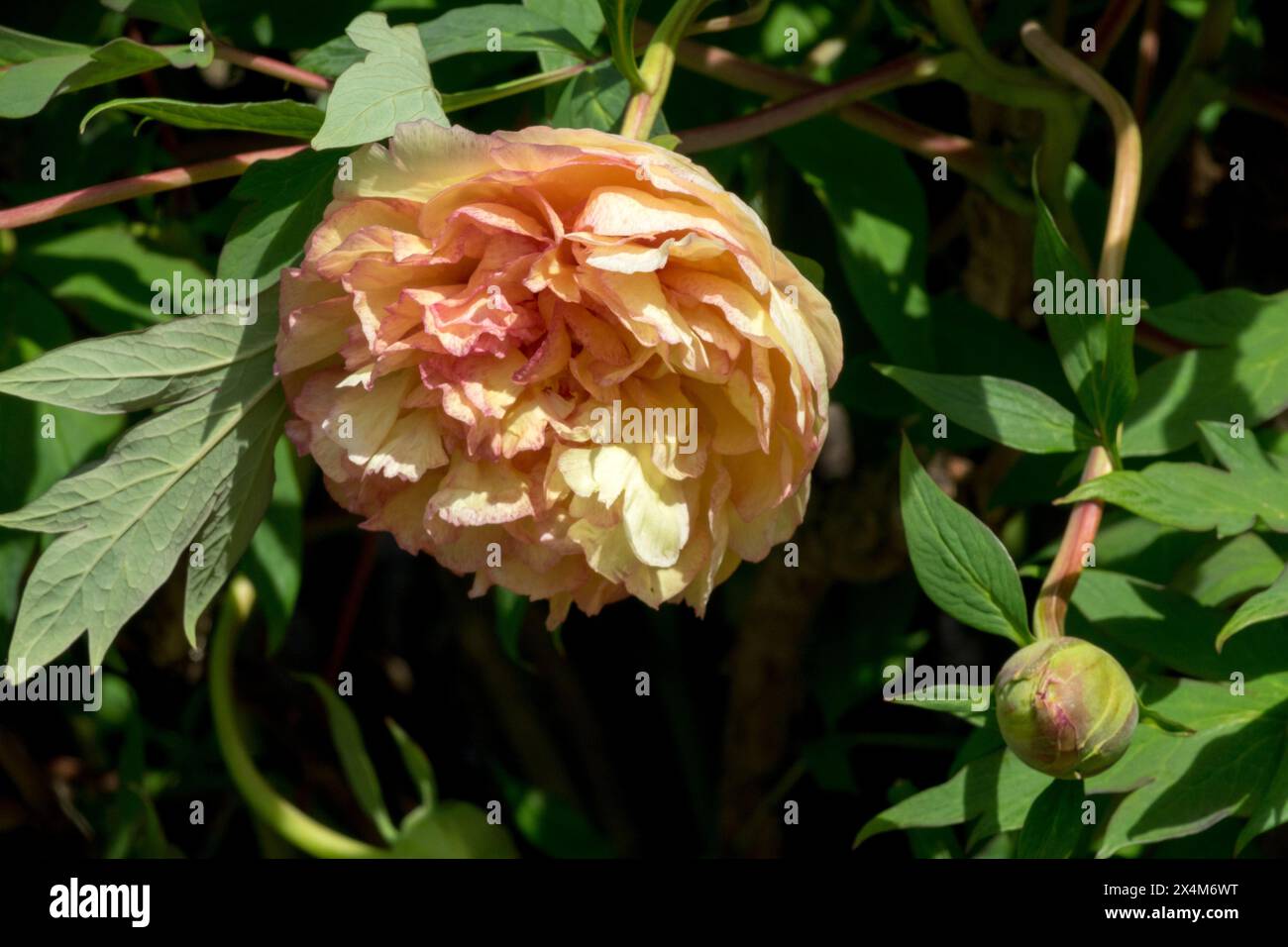 Orange, Pfingstrose „Souvenir de Maxime Cornu“ Head Hardy, Paeonia lutea Hybrid Baum Pfingstrosen Stockfoto