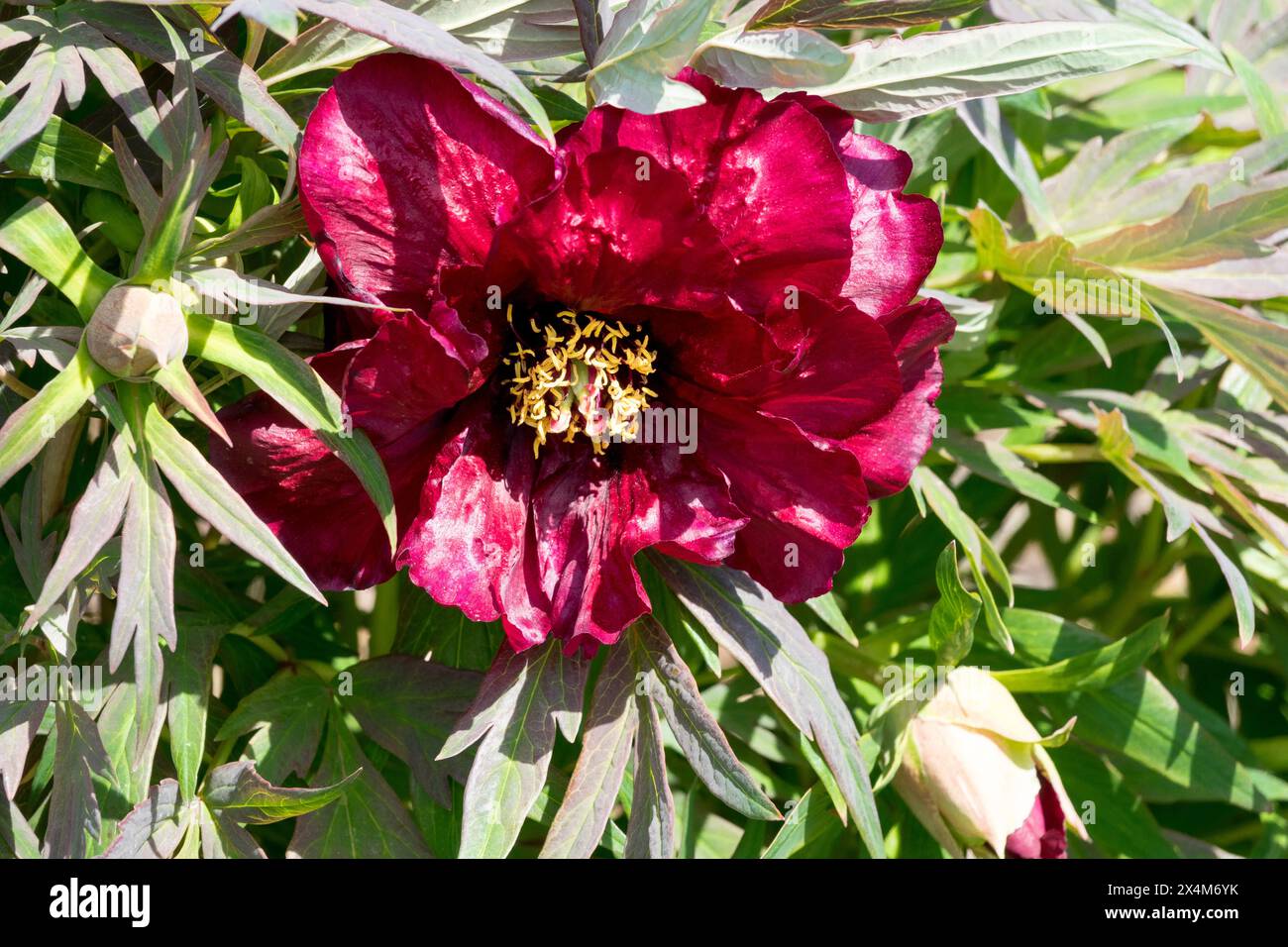 Rote Paeonia „Schwarzer Pirate“ Paeonia Lutea Hybridbaum Pfingstrose Pfingstrosen Blumenkopf Stockfoto