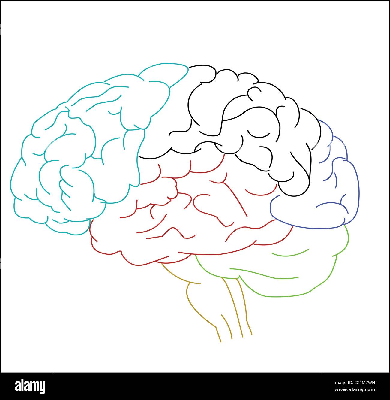 Menschliches Gehirn mit farbigen Lappen. Anatomisch realistische Vektorillustration mit weißem Hintergrund. Stock Vektor