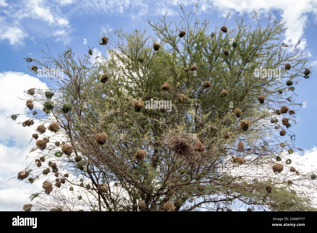 Ein aufwendig gewebtes Nest, das von Vögeln aus trockenem Gras und Ästen sorgfältig gefertigt wurde, liegt in der afrikanischen Savanne Stockfoto