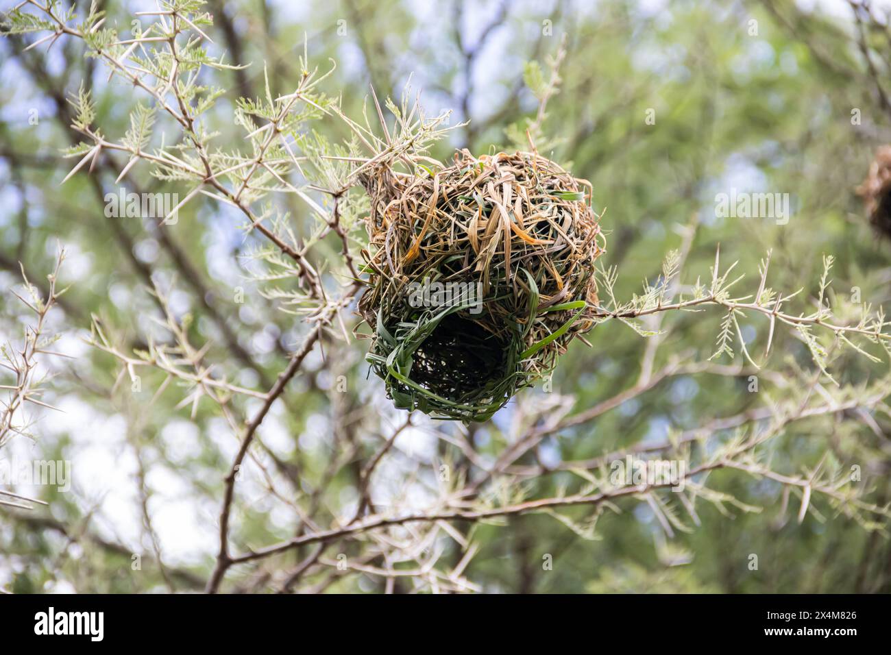 Ein aufwendig gewebtes Nest, das von Vögeln aus trockenem Gras und Ästen sorgfältig gefertigt wurde, liegt in der afrikanischen Savanne Stockfoto