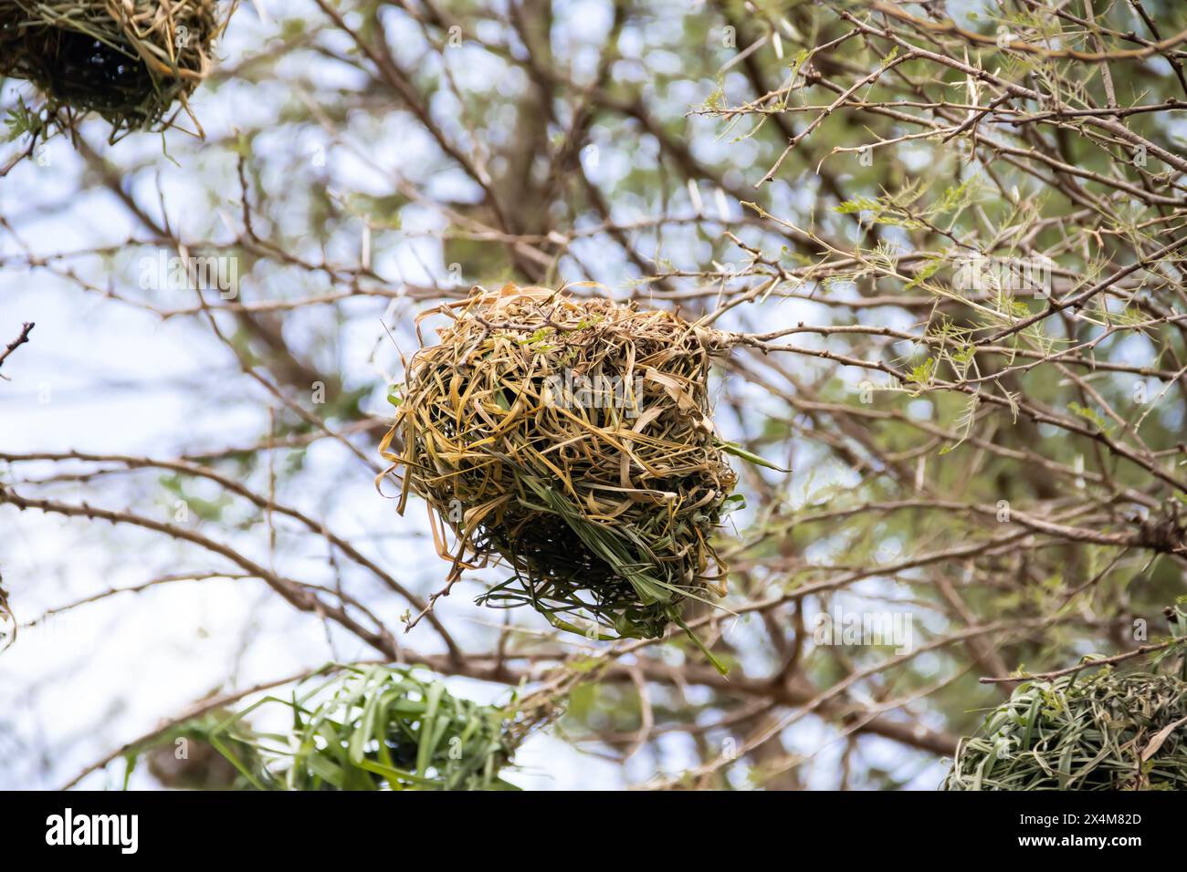 Ein aufwendig gewebtes Nest, das von Vögeln aus trockenem Gras und Ästen sorgfältig gefertigt wurde, liegt in der afrikanischen Savanne Stockfoto