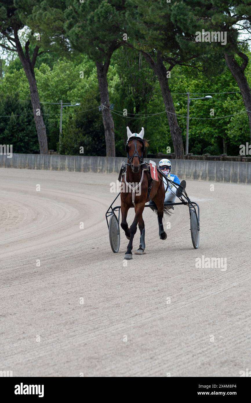 Wärmt euch vor dem Trab-Rennen auf, Pferd Nr. 7 und Jockey auf Sulky in Aktion auf der Sandpiste auf der Rennbahn von Padua, Italien. Stockfoto