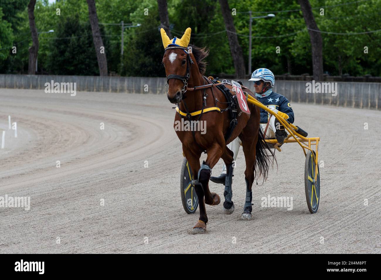 Pferd Nr. 3 und Jockey auf dem Trottel im Training kurz vor dem Rennen auf der Sandpiste auf der Rennbahn in Padua, Italien. Das Pferd hat gelbe Pads auf seinem Ei Stockfoto