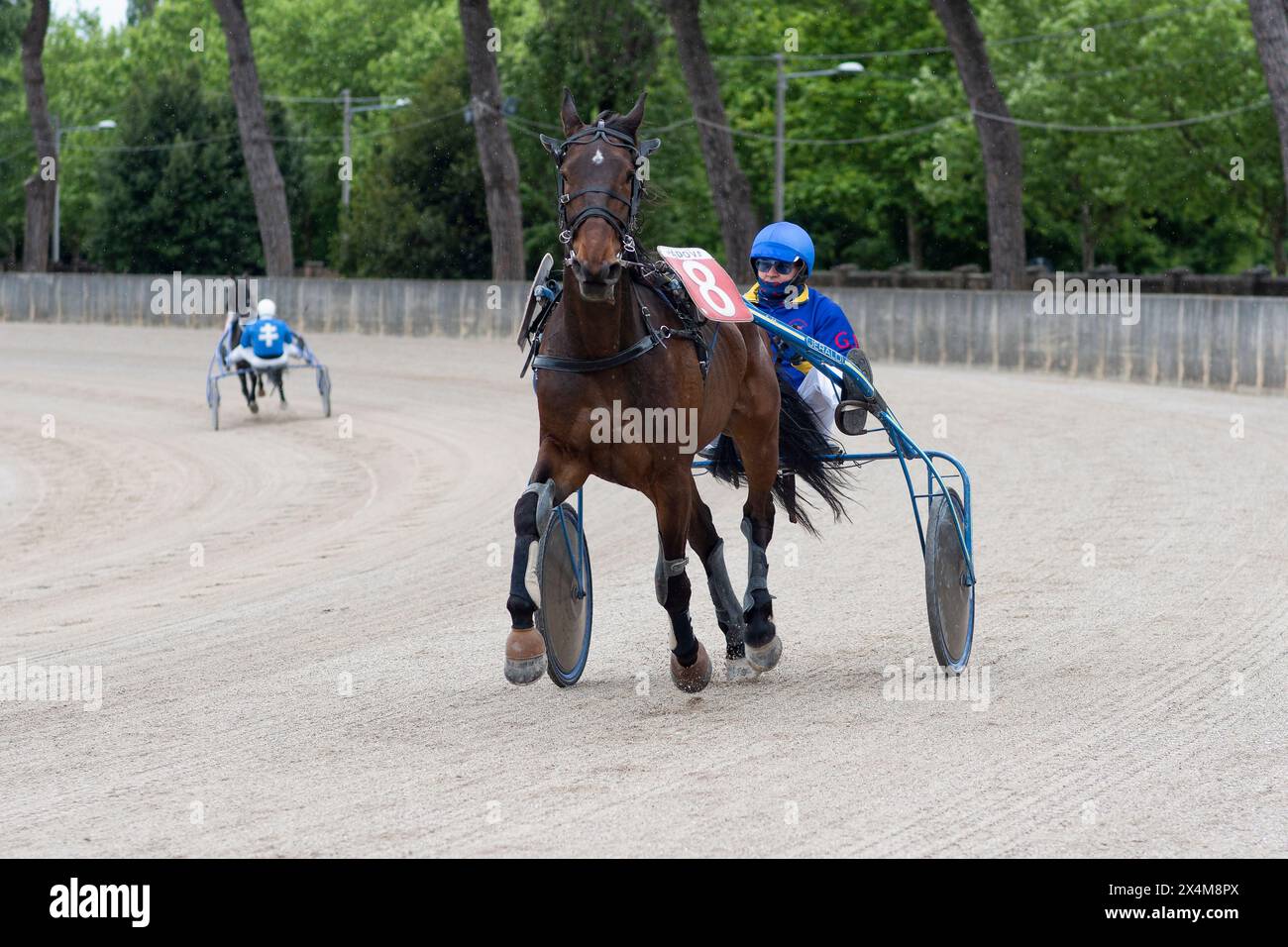 Vor dem Trab-Rennen, Pferd Nr. 8 und Jockey auf dem Trottel in Aktion auf der Sandpiste auf der Rennbahn von Padua, Italien. Stockfoto