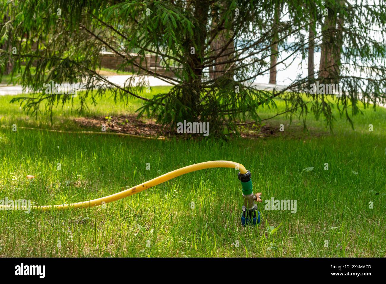 Gelber Gartenschlauch auf grünem Gras in der Nähe von Fichtenbäumen im Hinterhof an sonnigen Sommertagen, zur Bewässerung von Rasen und Pflanzen. Bodennahe Perspektive mit h Stockfoto