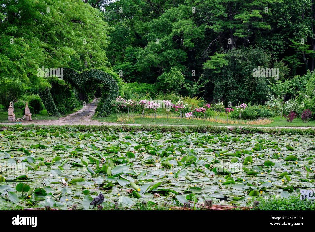 Lebendige Landschaft im Alexandru Buia Botanical Garden von Craiova in Dolj County, Rumänien, mit See, Wasserlillien und großen grünen Tres in einem wunderschönen s Stockfoto