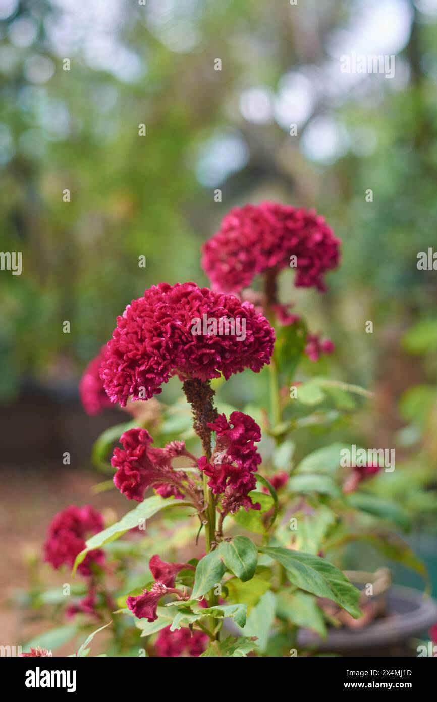 Rosa rote Samtblumen, Celosia, Hahnenwaben, Wollblumen oder Flammencelosia Pflanzen im Garten, rosa Farbe trompetenförmige samtige Textur auf Blütenblättern Stockfoto