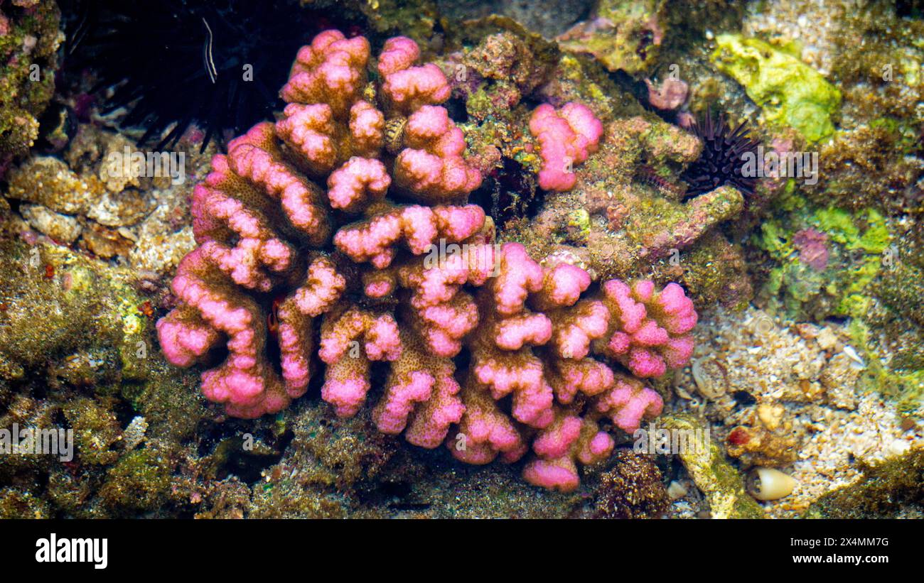 Hirnkorallen ist ein gebräuchlicher Name für verschiedene Korallen in den Familien Mussidae und Merulinidae Stockfoto