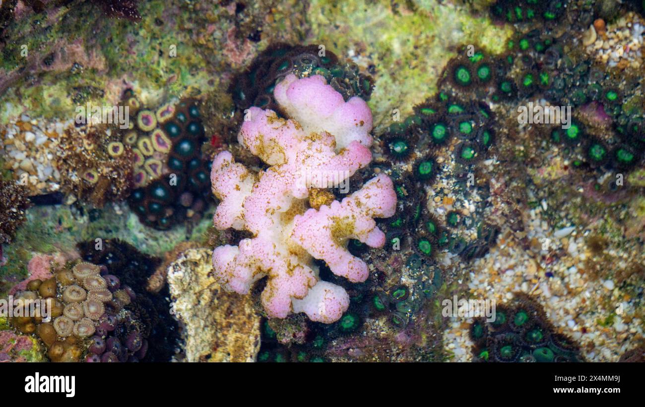 Hirnkorallen ist ein gebräuchlicher Name für verschiedene Korallen in den Familien Mussidae und Merulinidae Stockfoto