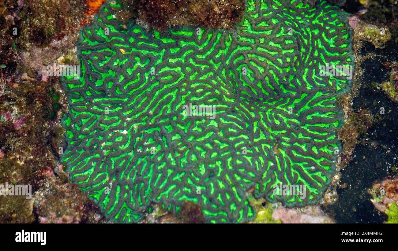 Hirnkorallen ist ein gebräuchlicher Name für verschiedene Korallen in den Familien Mussidae und Merulinidae Stockfoto
