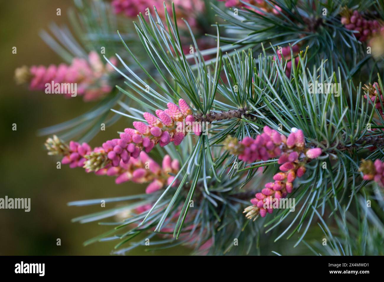 Japanische weiße Tannenzapfen männliche Tannenzapfen Pinus parviflora „glauca“ Stockfoto