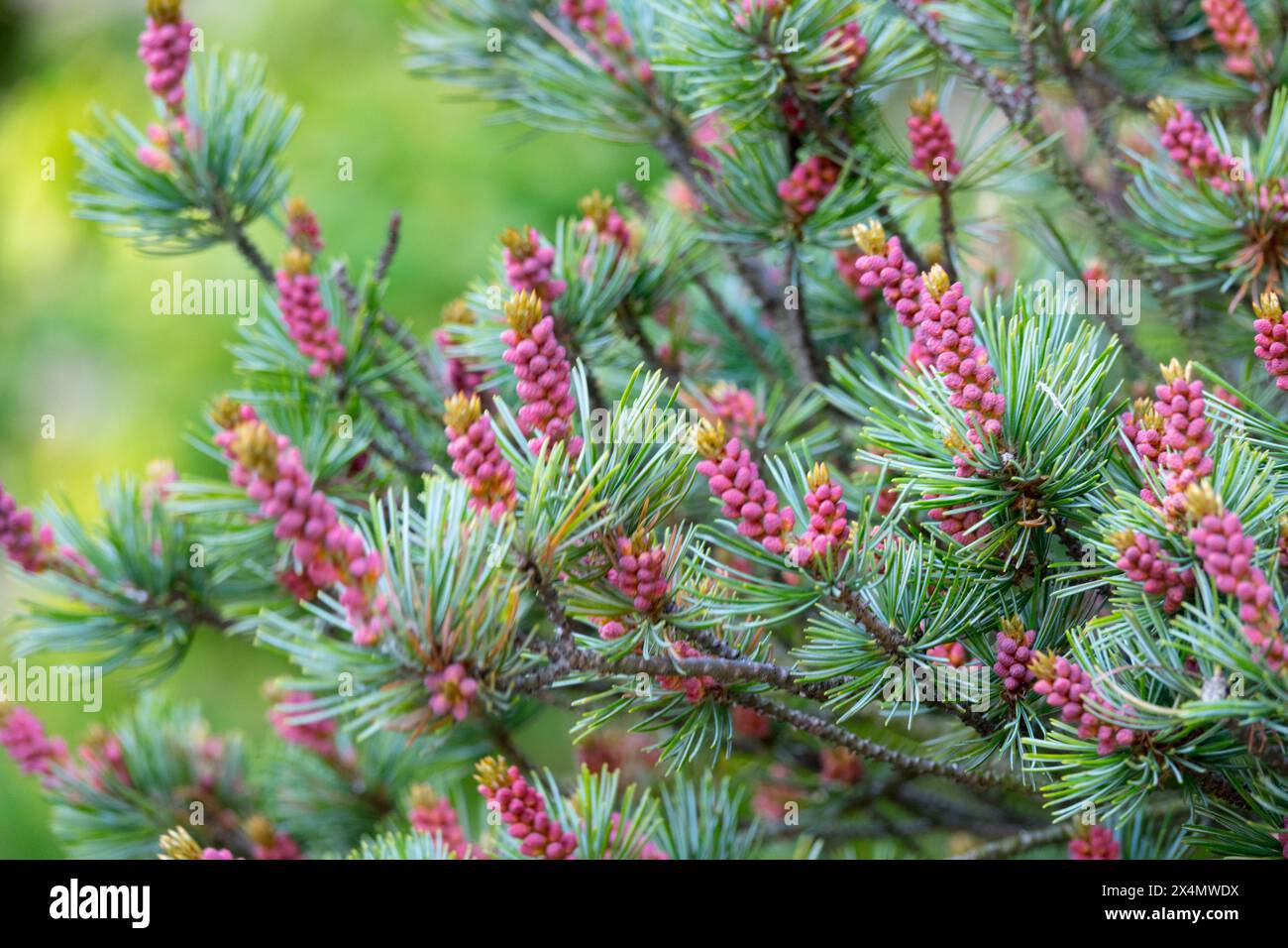 Männliche Kegel Pinus parviflora „glauca“ Japanische Weißkiefer dichte Äste, Nadelnadeln männliche Kegel Kiefer Stockfoto
