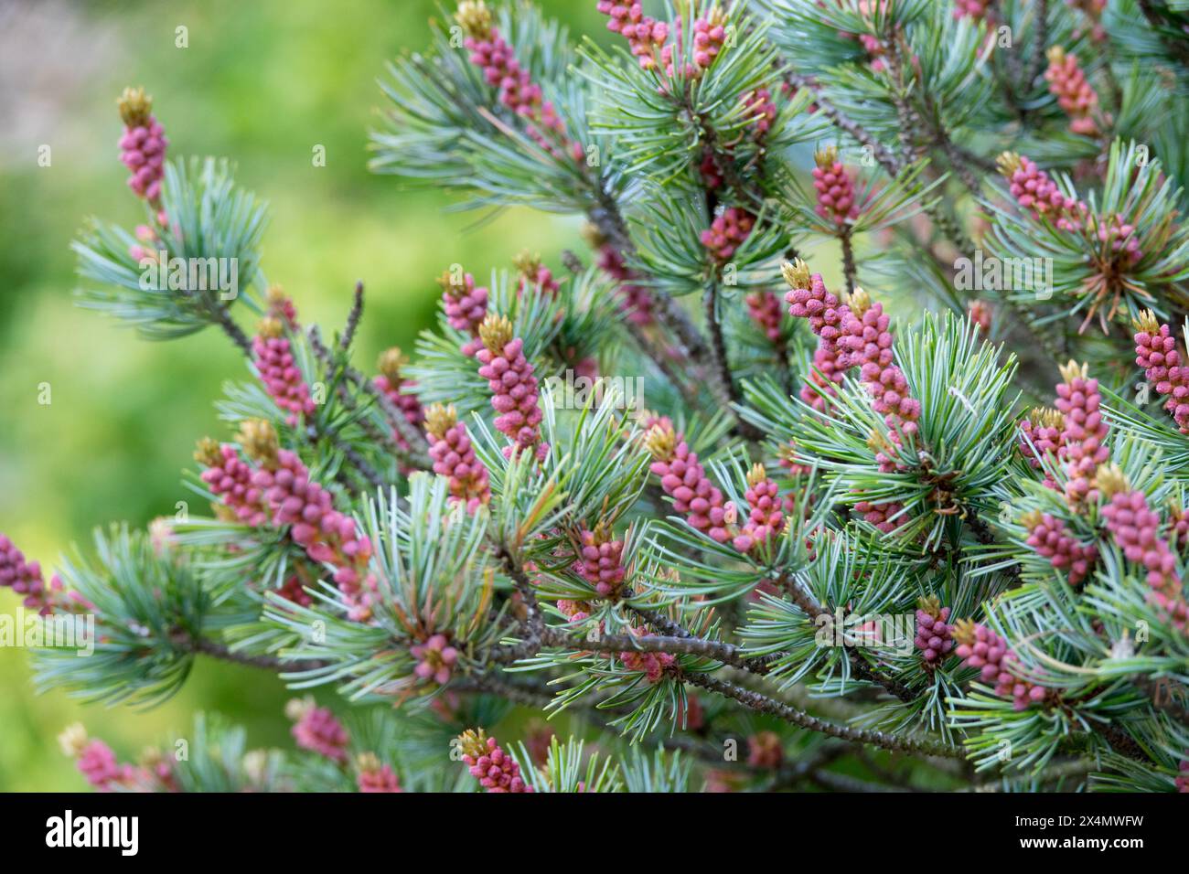Japanische Weißkiefer, Pinus parviflora „glauca“ Nadeln Kegel Zweige Baumnadelbäume Stockfoto